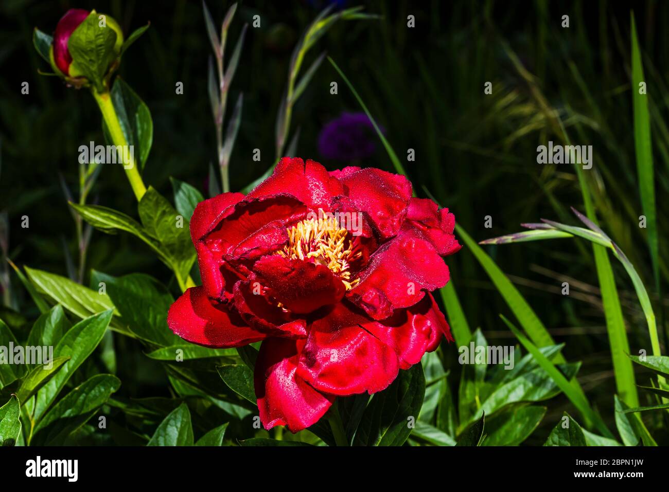 Close-up outside of a bright red Paeonia 'Buckeye Belle' (Peony) with water drops Stock Photo