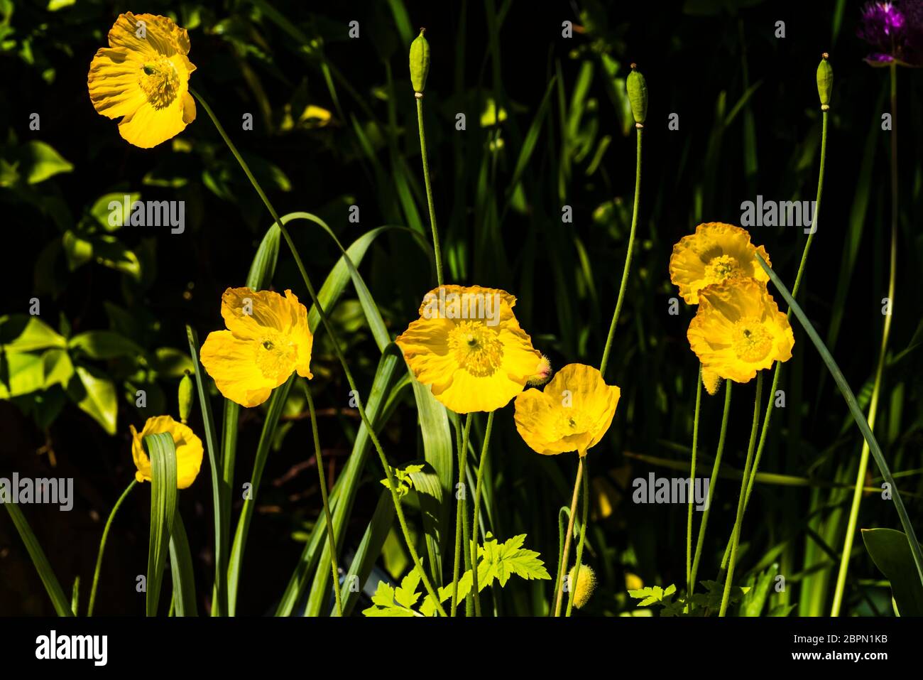 Outside close-up of a group of yellow Welsh Poppies (Meconopsis cambrica) Stock Photo