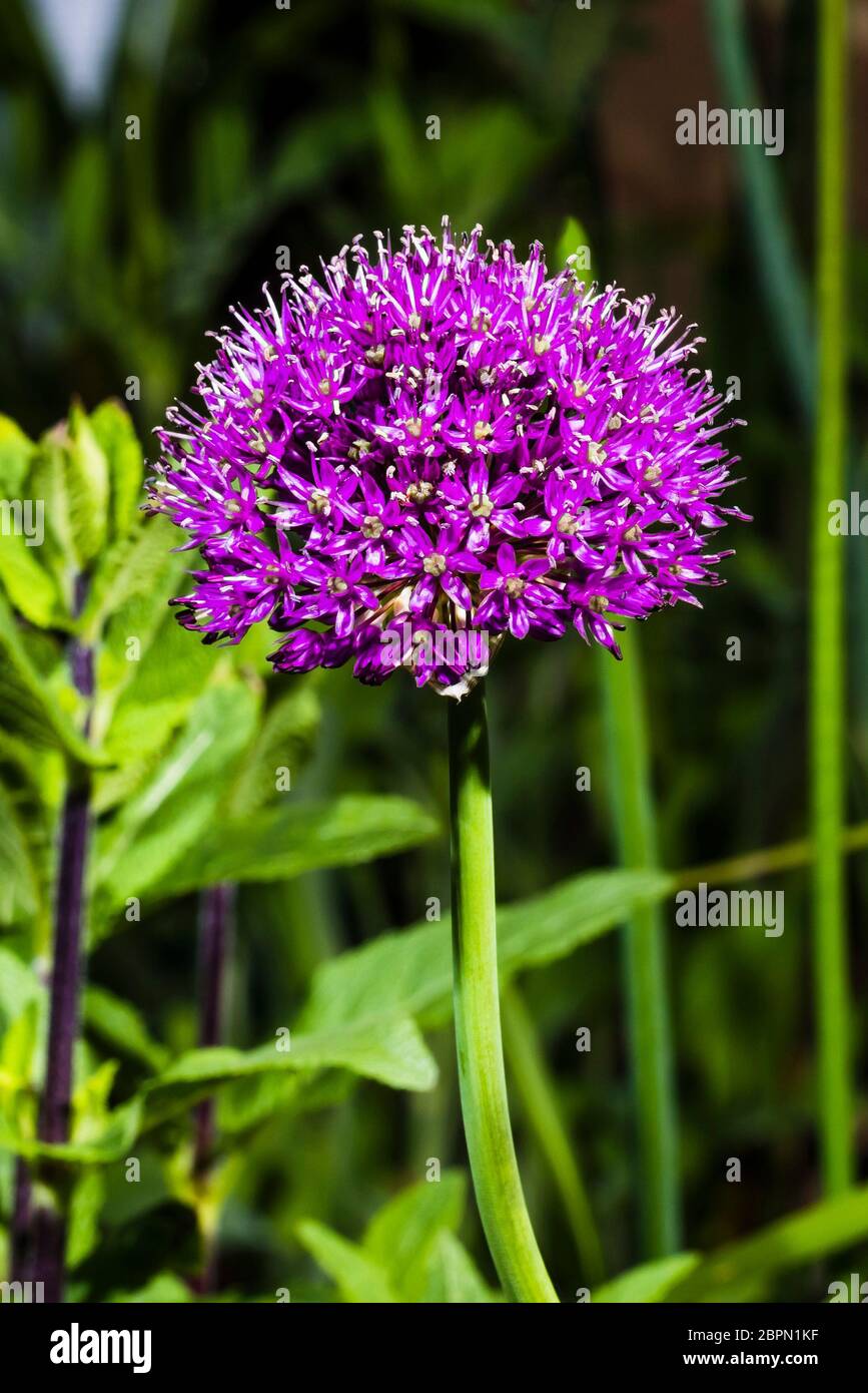 Outside close-up of an Allium hollandicum 'Purple Sensation' Stock Photo