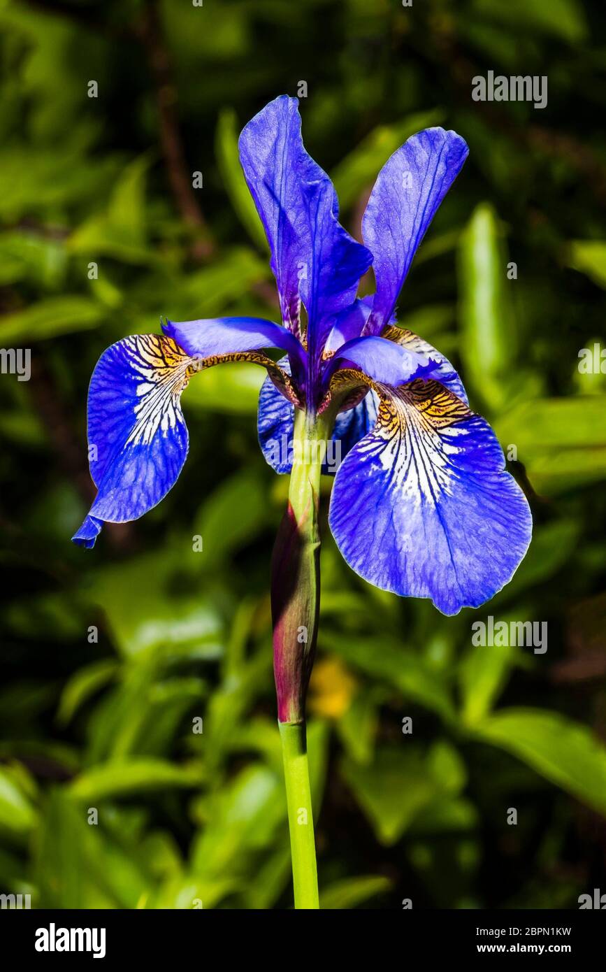 Outside close-up of an Iris sibirica (Siberian Iris) Stock Photo