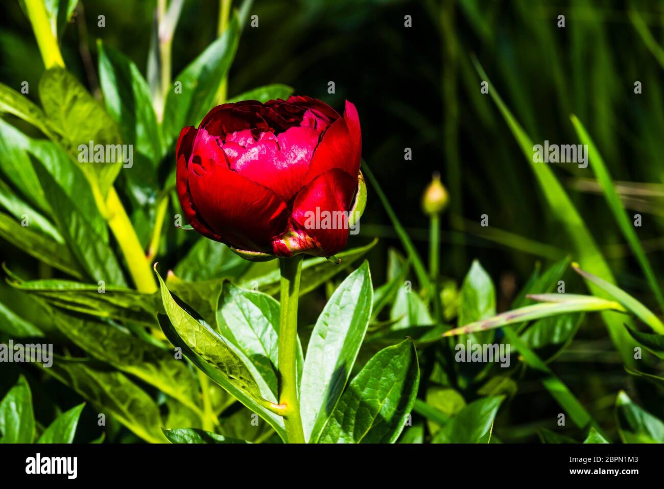 Outside close-up of a bright red Paeonia 'Buckeye Belle' (Peony) Stock Photo
