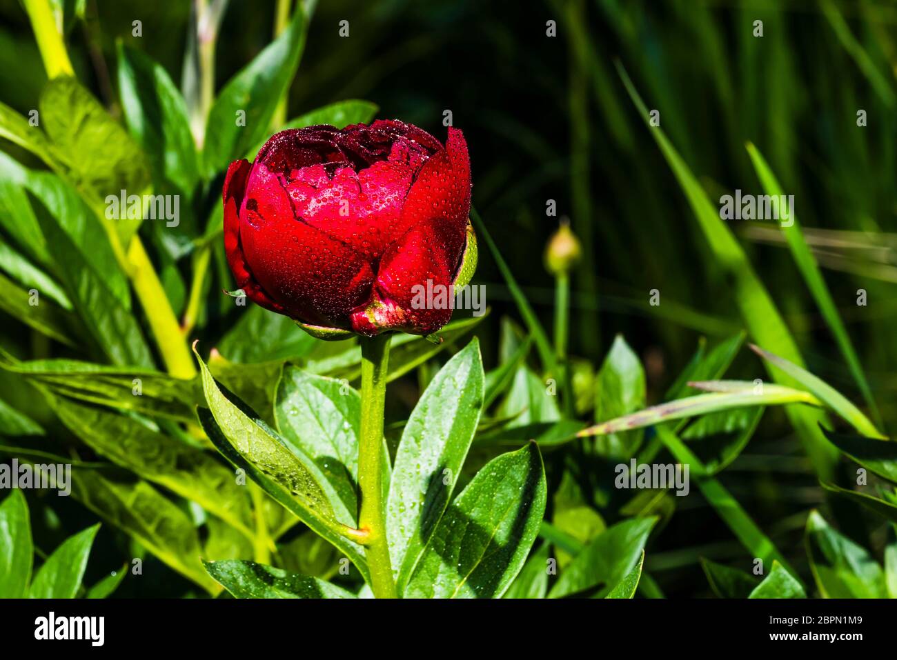 Outside close-up of a bright red Paeonia 'Buckeye Belle' (Peony) in the rain Stock Photo