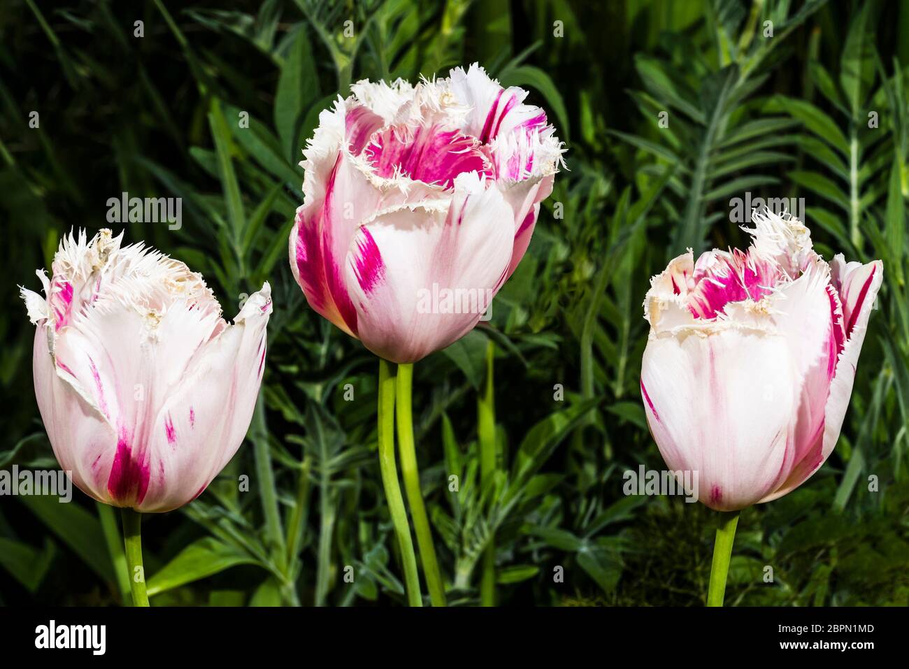 Outside close-up of three Tulipa 'Pink Diamond' hybrids (Tulip) Stock Photo