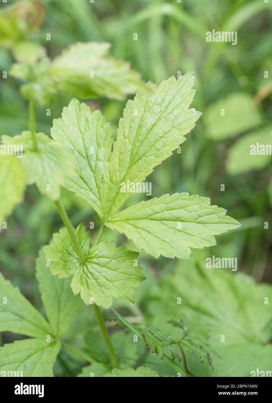 Close-up of the leaf of Herb Bennet, Wood Avens / Geum urbanum, once known as Clove Root as it tastes and smells of Cloves. Medicinal plant. Stock Photo