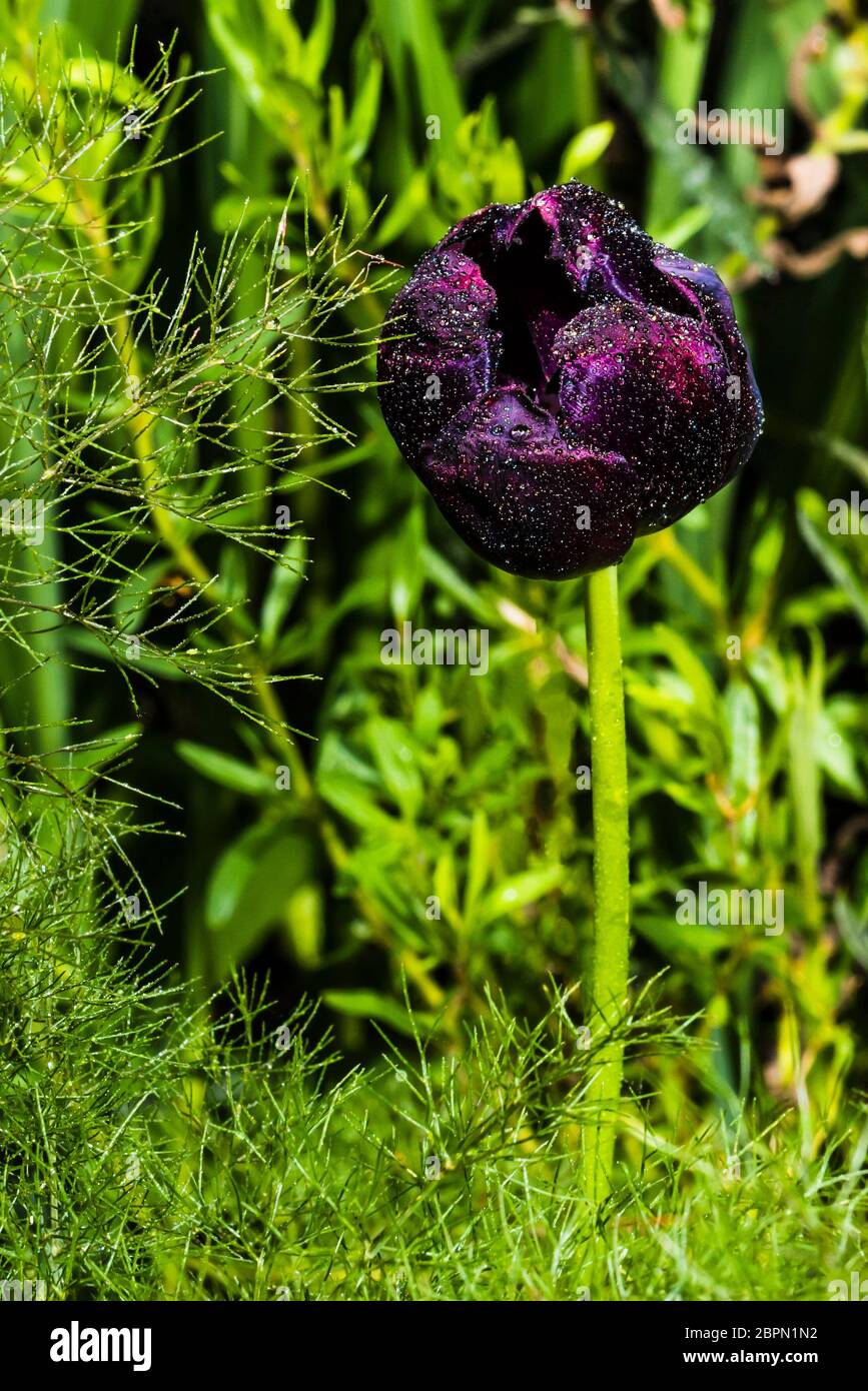 Outside close-up of a dark purple Tulipa 'Queen of Night' (Tulip) in the rain Stock Photo