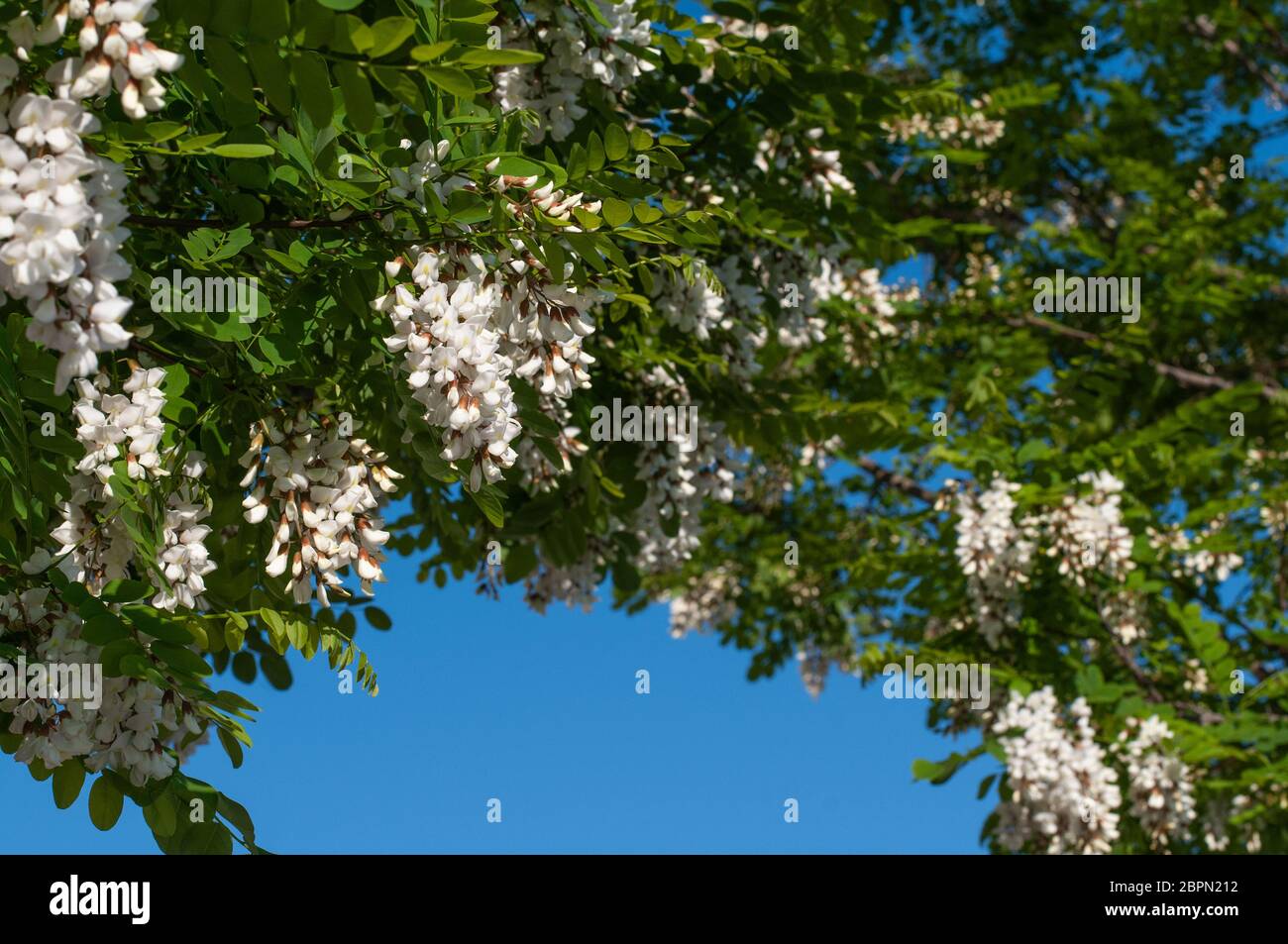 compound leaves and hanging flowers of a black locust tree framing