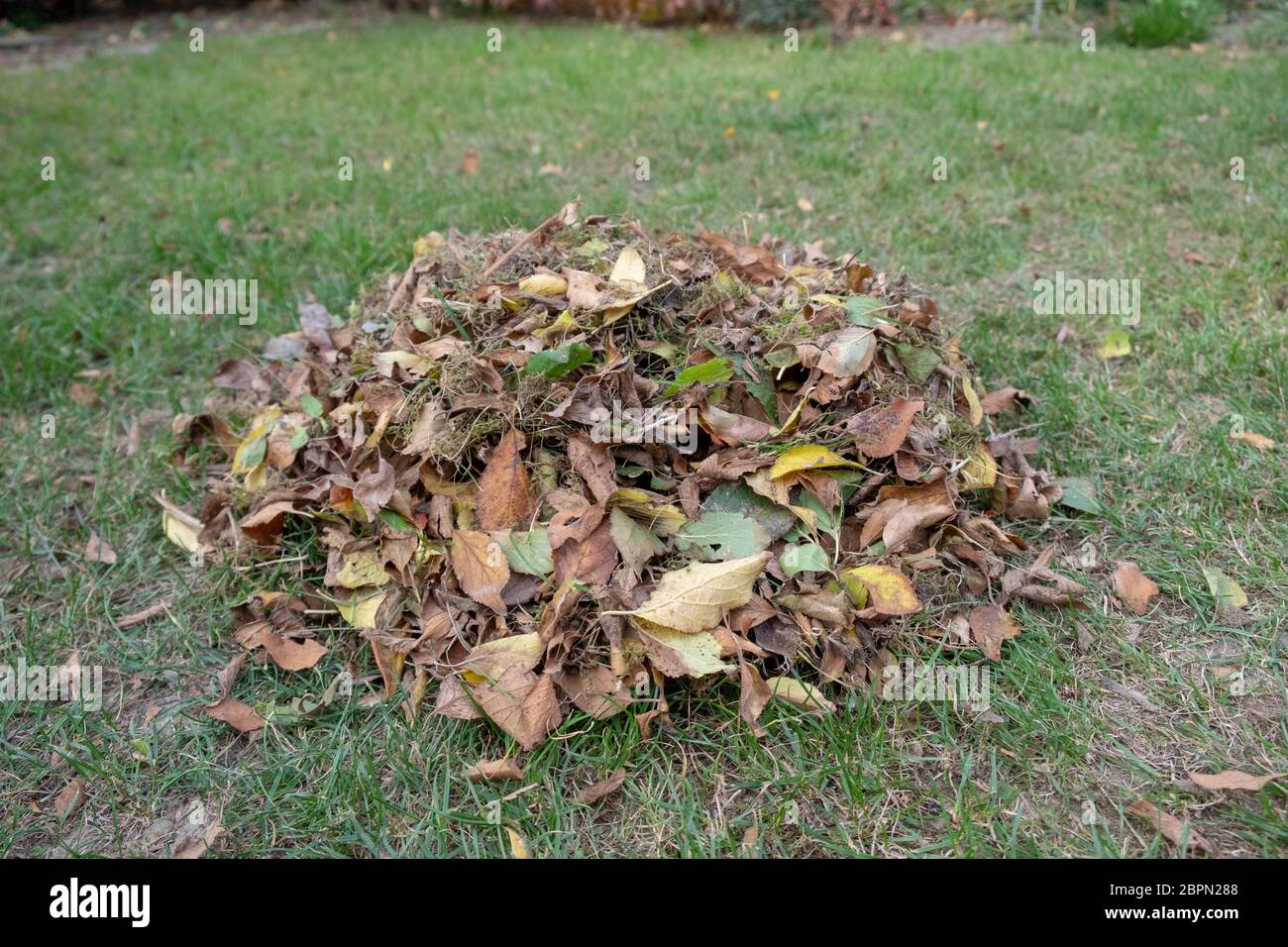 A Heap Of Dried Leaves On The Ground · Free Stock Photo