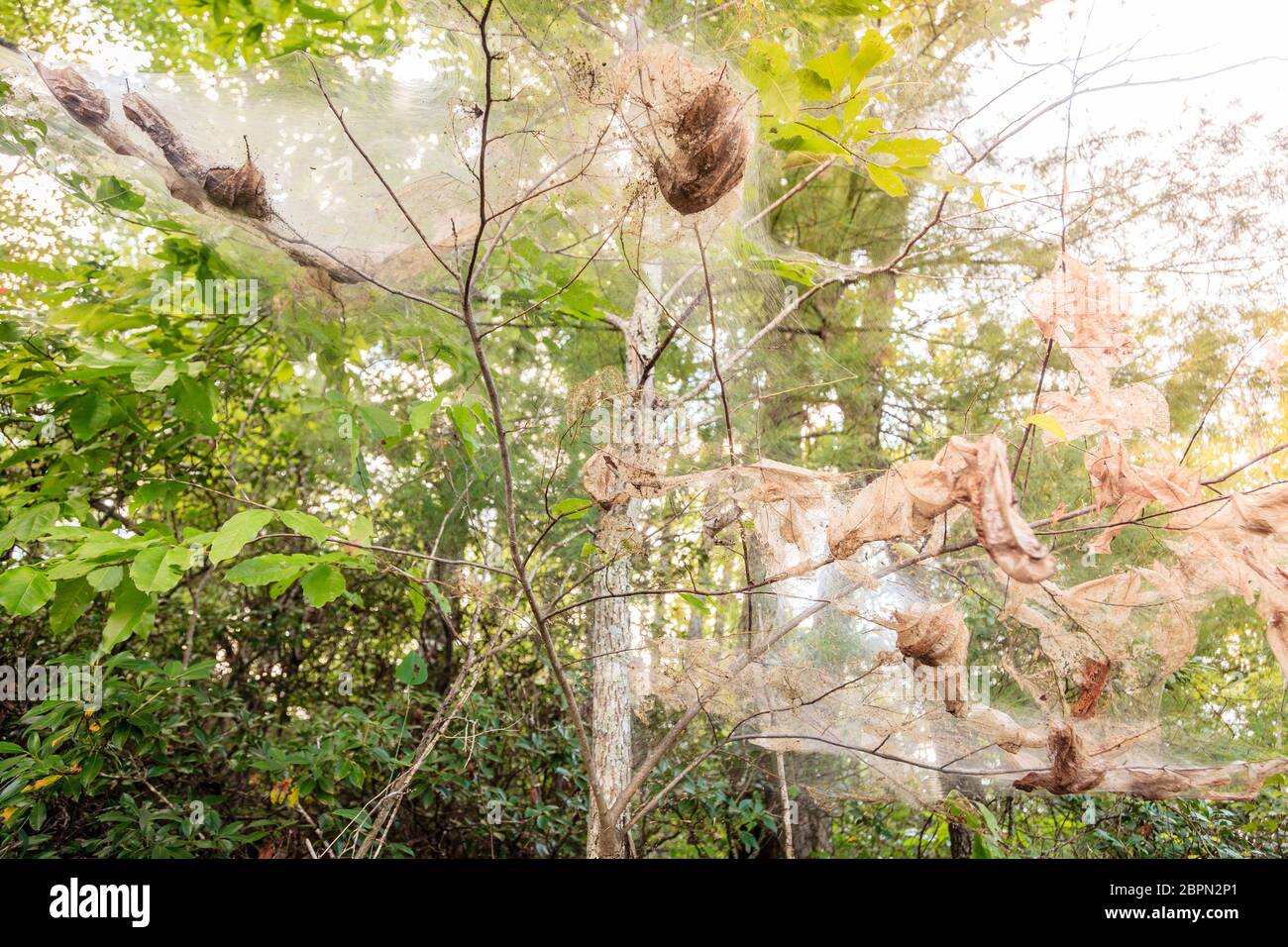 Fall webworm webbing around trees in Red River in Kentucky Stock