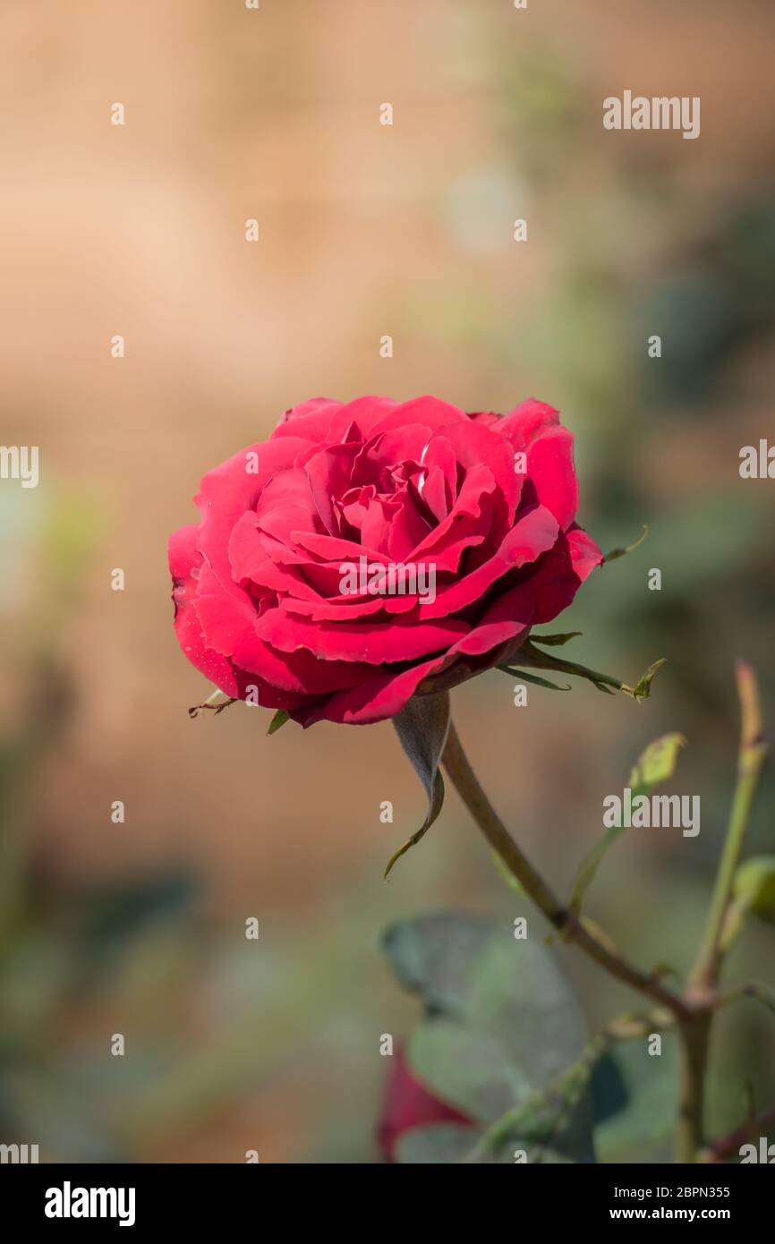 Roses in the garden, Roses are beautiful with a beautiful sunny day ...