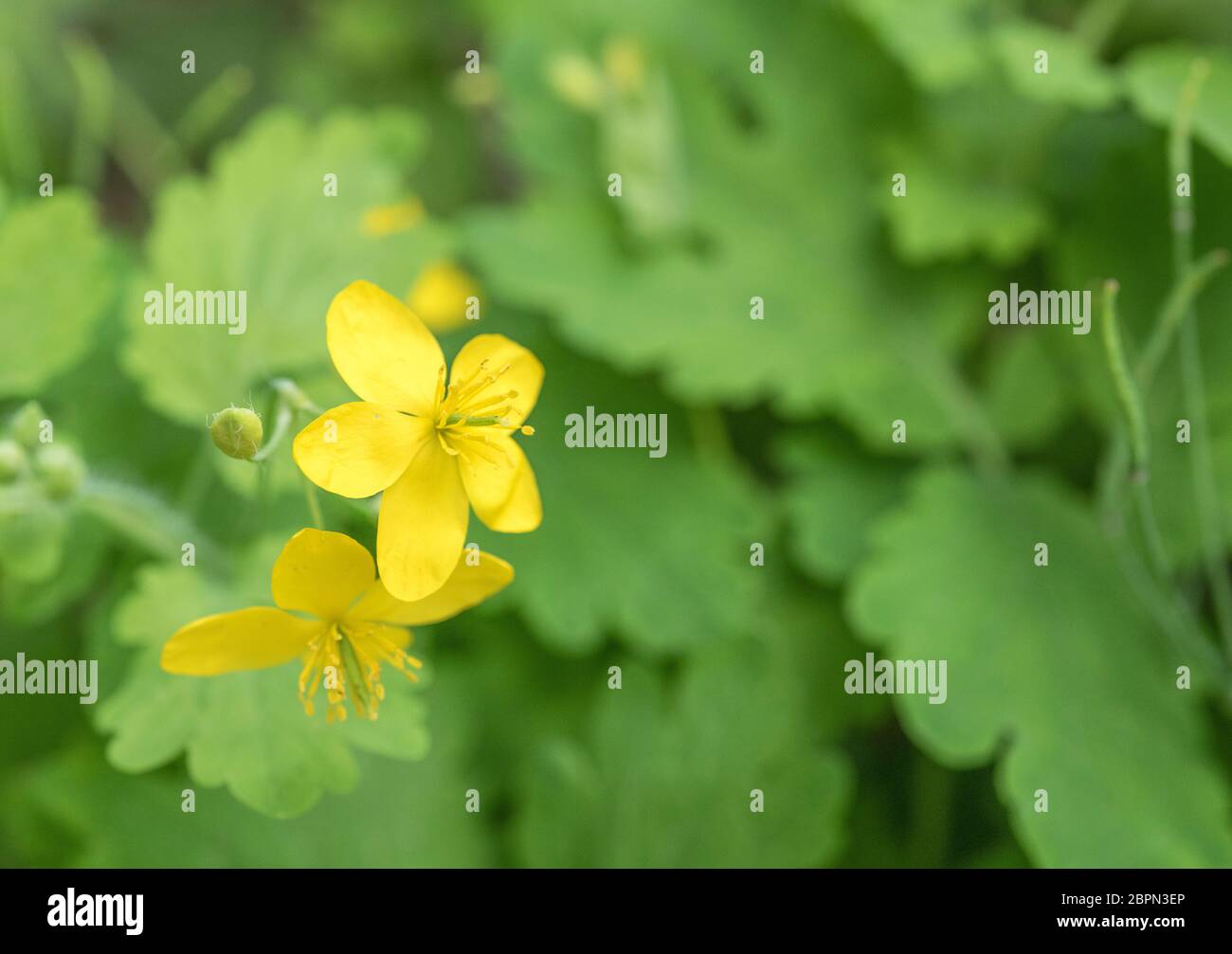 Yellow flowers of Greater Celandine / Chelidonium majus. An unusual 5-petalled one (4 is normal) seen with surrounding leaves. Former medicinal plant. Stock Photo
