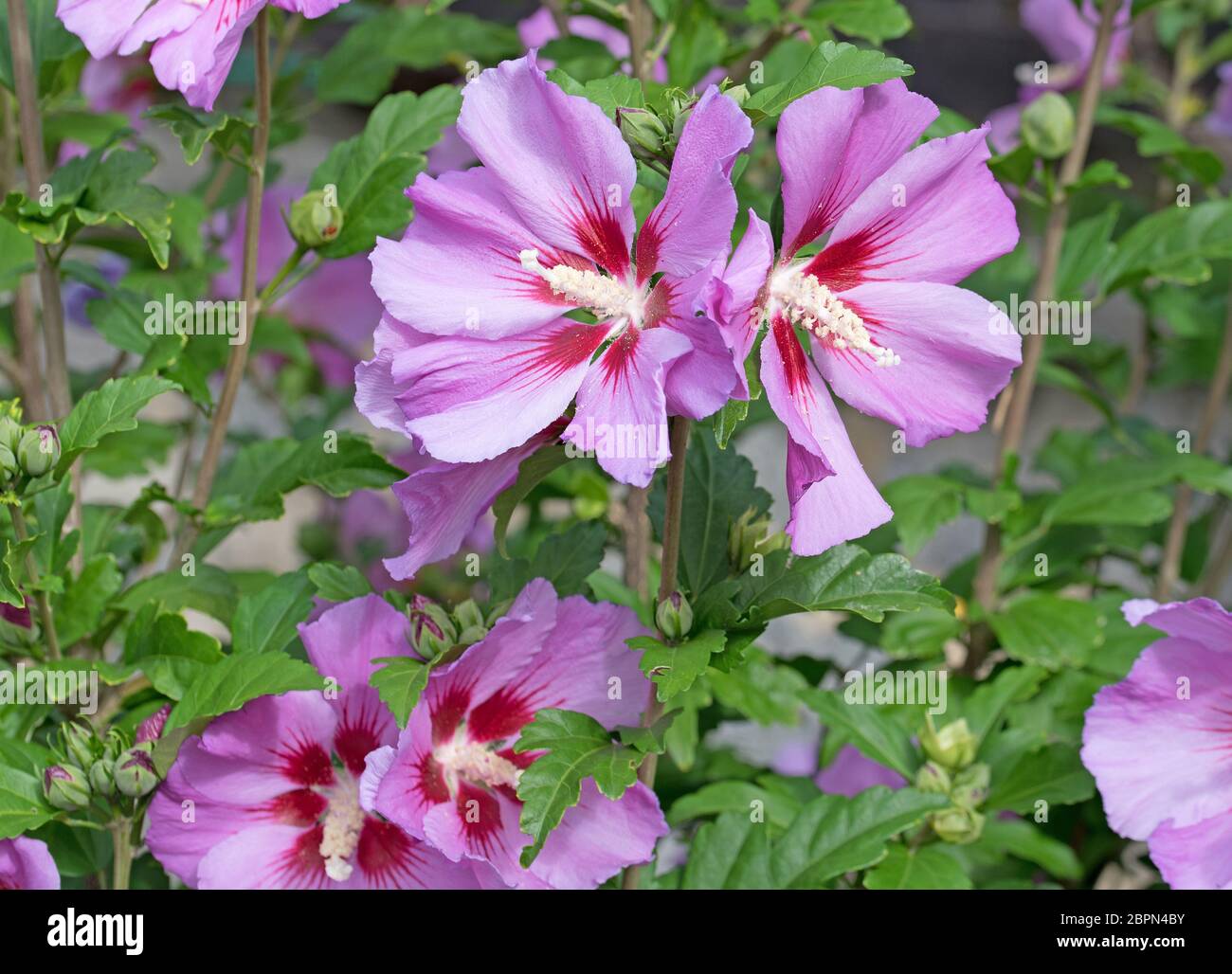 Flowering hibiscus in the garden Stock Photo - Alamy