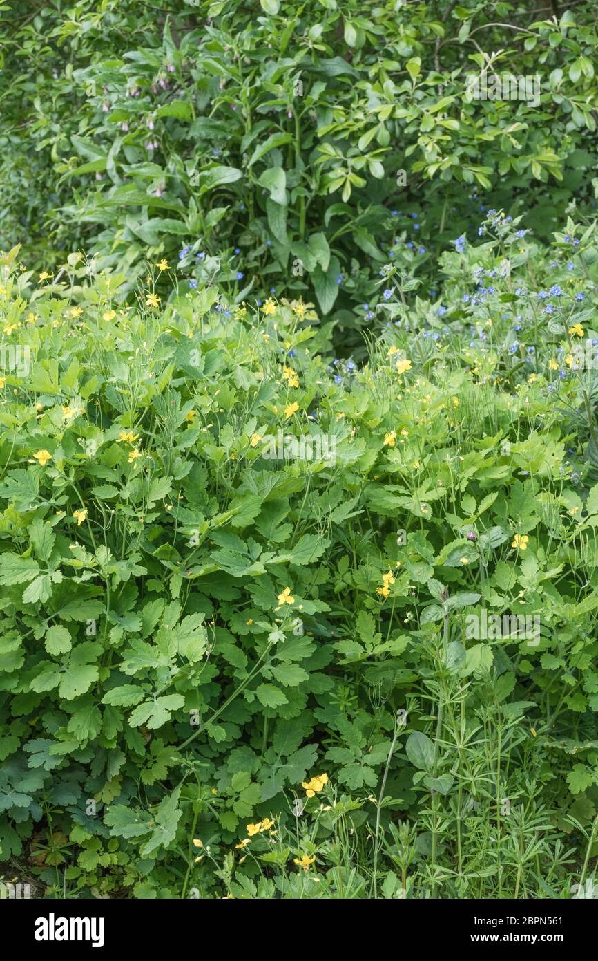 Patch of yellow flowers of Greater Celandine / Chelidonium majus in hedgerow waste ground habitat  Former medicinal plant with vivid yellow sap. Stock Photo