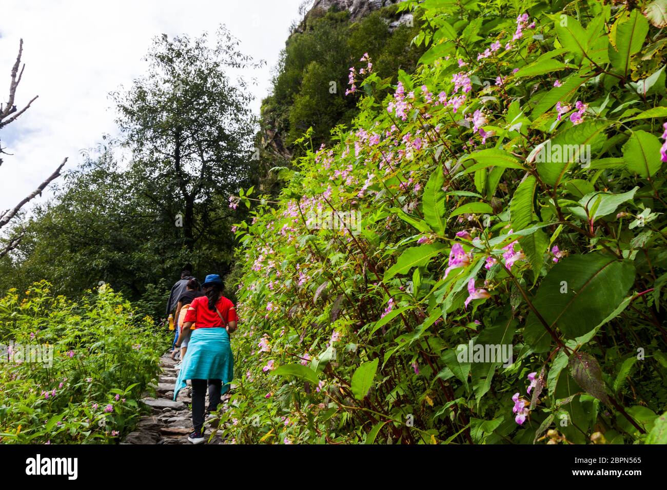 Himalayan flowers inside the Valley of Flowers near Joshimath