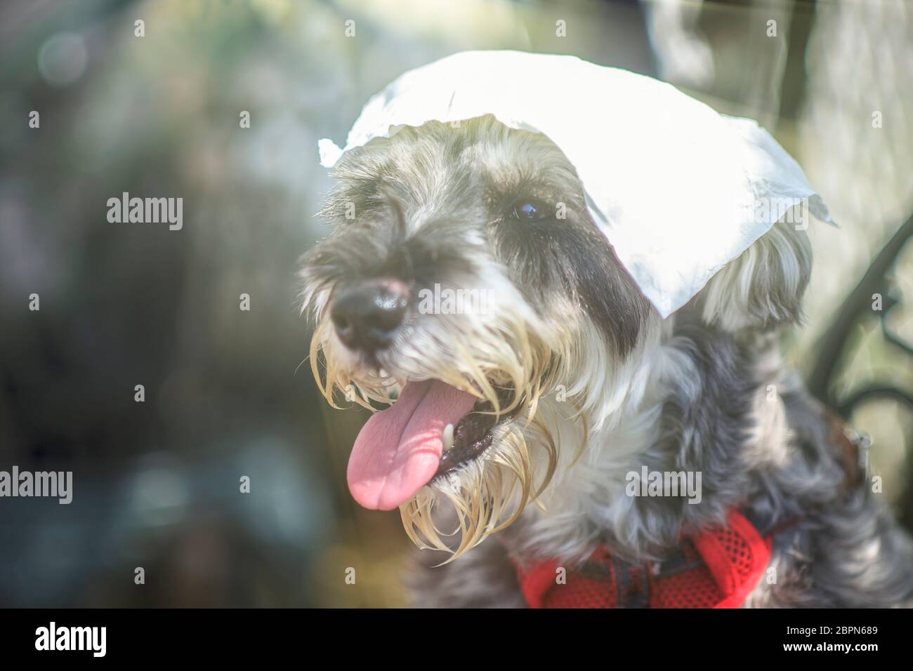 The greyhound dog takes a white papre on head to avoid hot summer day Stock Photo