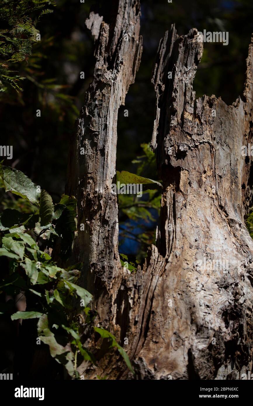 Fall Stumps Tree recently fallen hi-res stock photography and images - Alamy