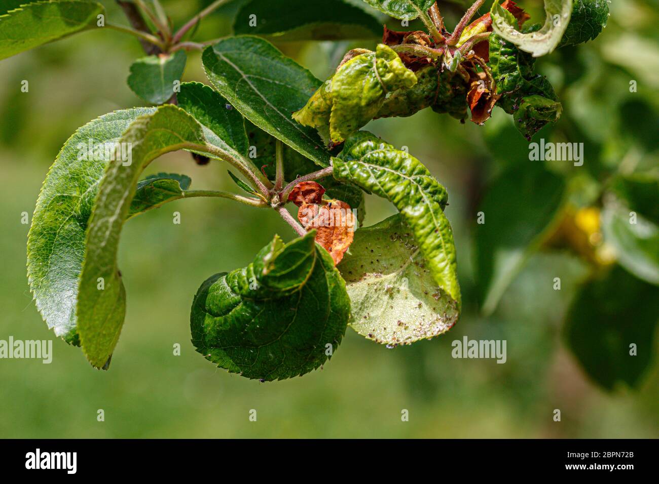 Apple Branch With Wrinkled Leaves Affected by Disease - White Fruit Lice Stock Photo
