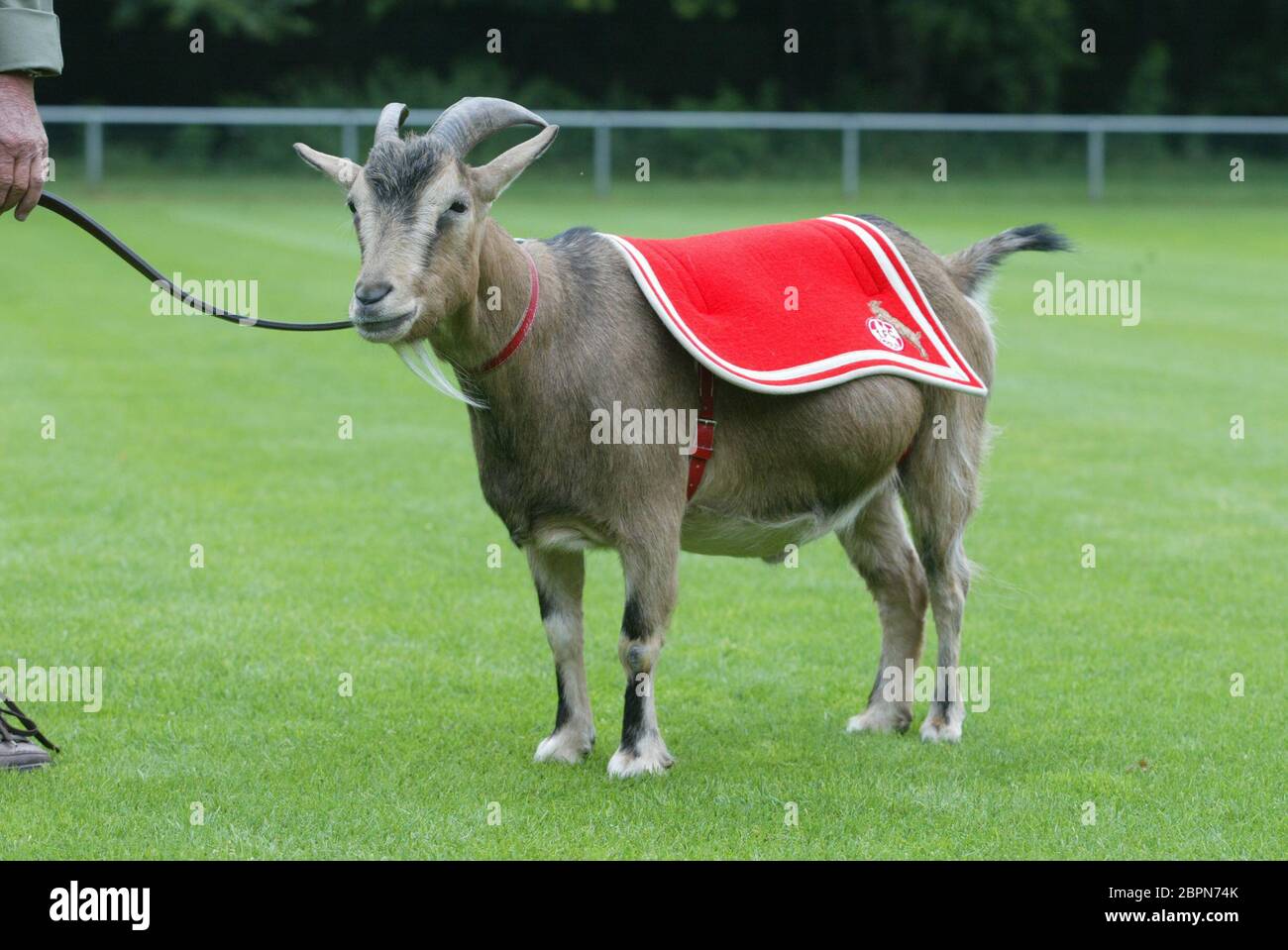 Geissbock High Resolution Stock Photography And Images Alamy