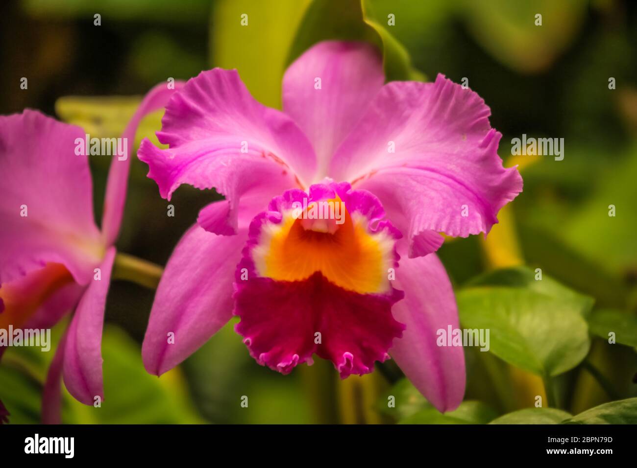 Beautiful Pink Cattleya orchid growing in natural habitat Stock Photo