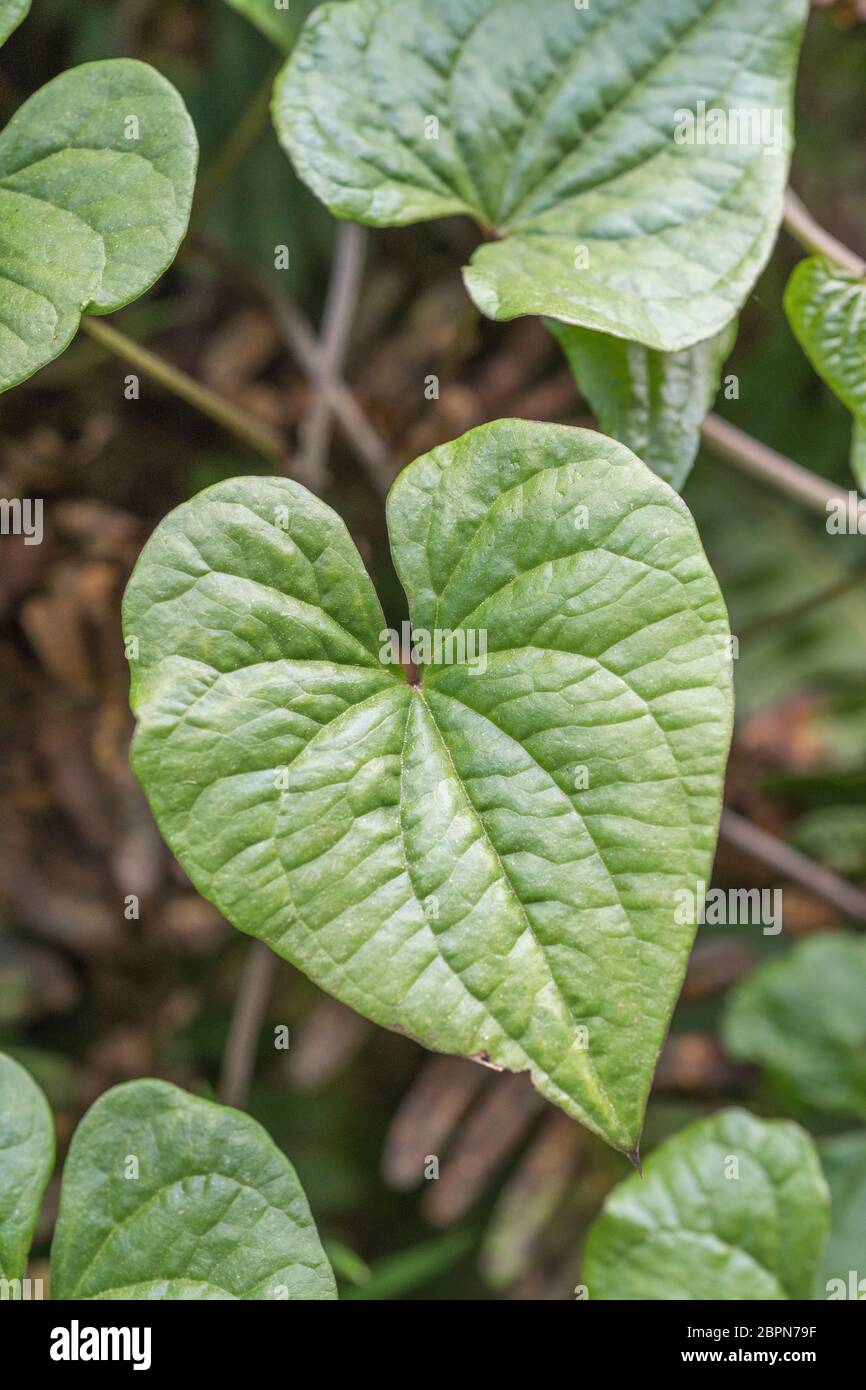 Close shot of leaves of Black Bryony - Tamus communis / Dioscorea communis in a UK hedgerow. Very poisonous UK plant, once used as medicinal plant. Stock Photo