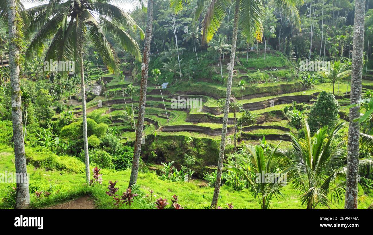 Tegalalang rice terraces in Ubud, Bali. Tegalalang Rice Terrace is one ...