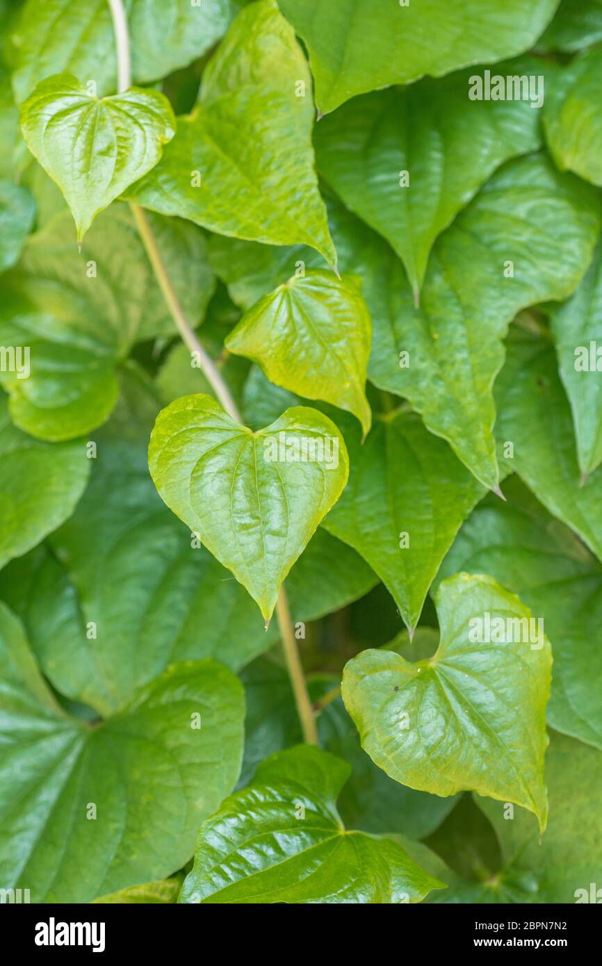 Close shot of leaves of Black Bryony - Tamus communis / Dioscorea communis in a UK hedgerow. Very poisonous UK plant, once used as medicinal plant. Stock Photo