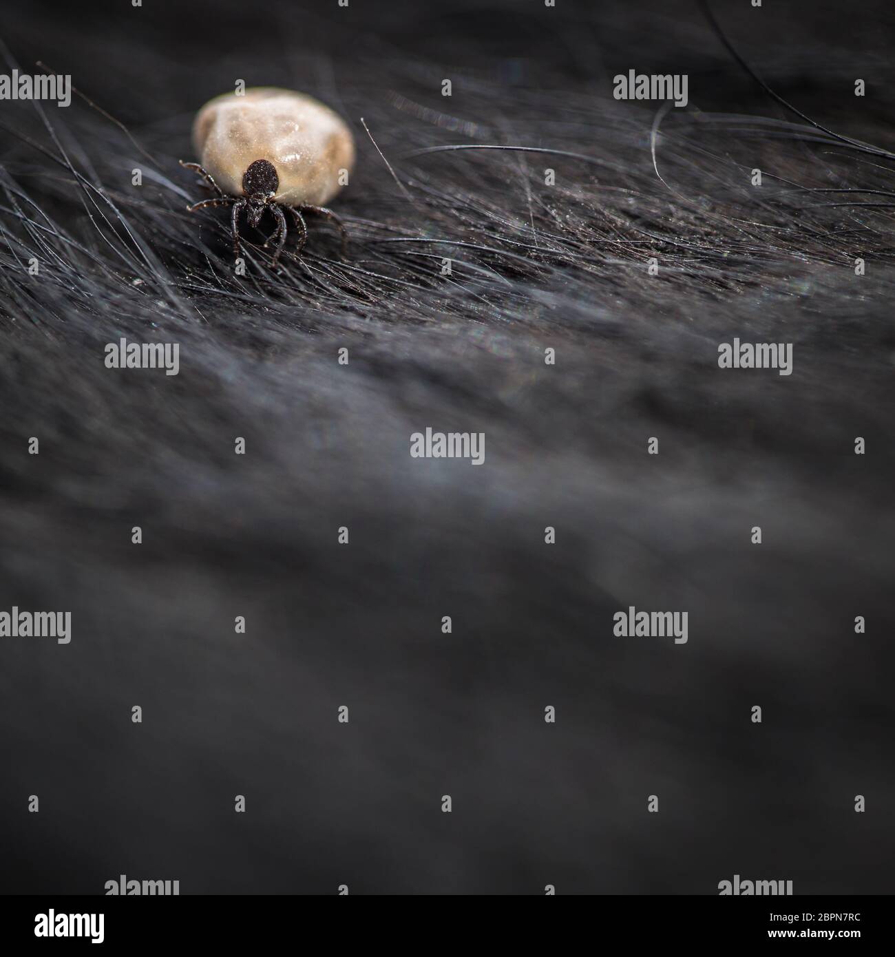 Tick in a dog's fur sucking his blood dangerous parasite carrier of