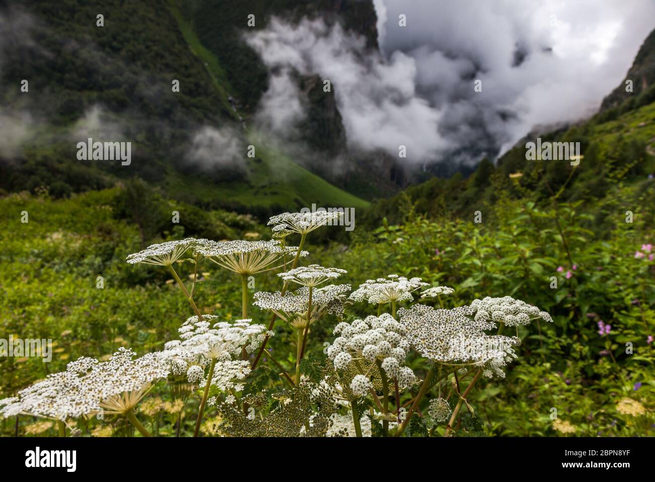 Himalayan flowers inside the Valley of Flowers near Joshimath