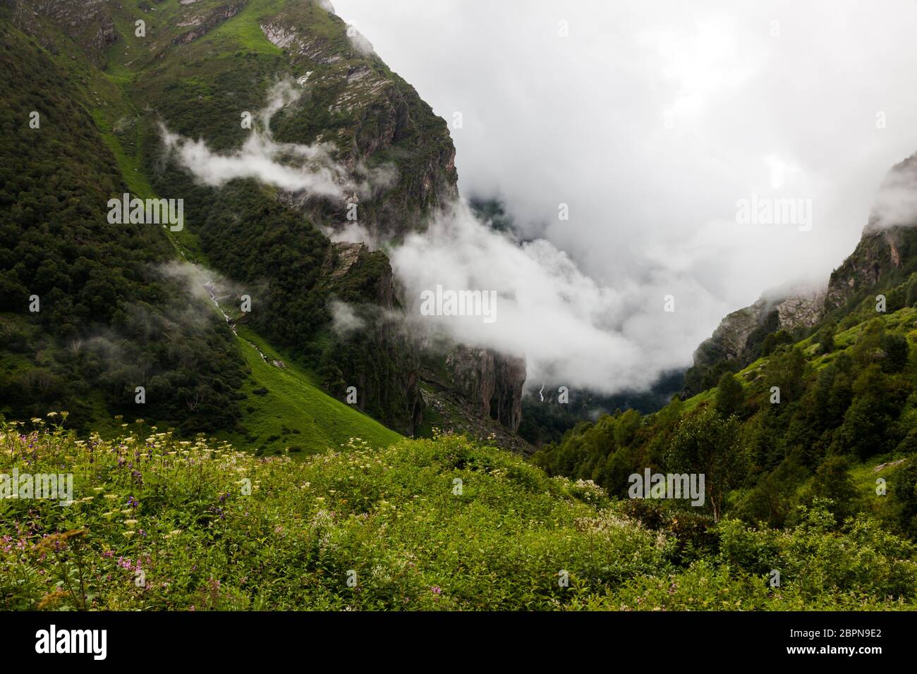 Himalayan flowers inside the Valley of Flowers near Joshimath