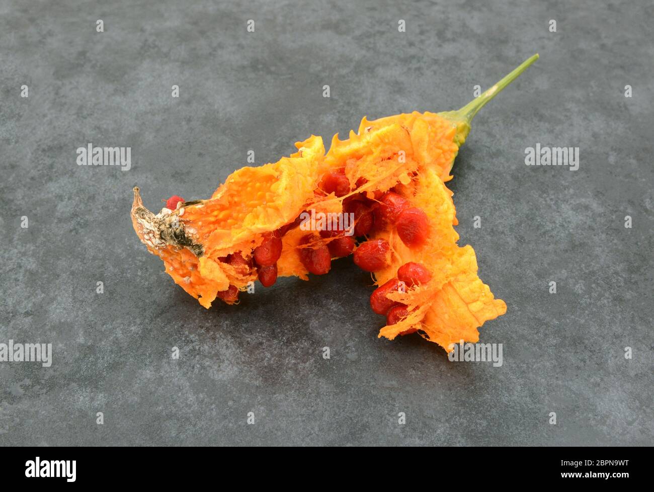 Sticky red seeds revealed inside an overripe orange bitter gourd, on a slate gray background Stock Photo
