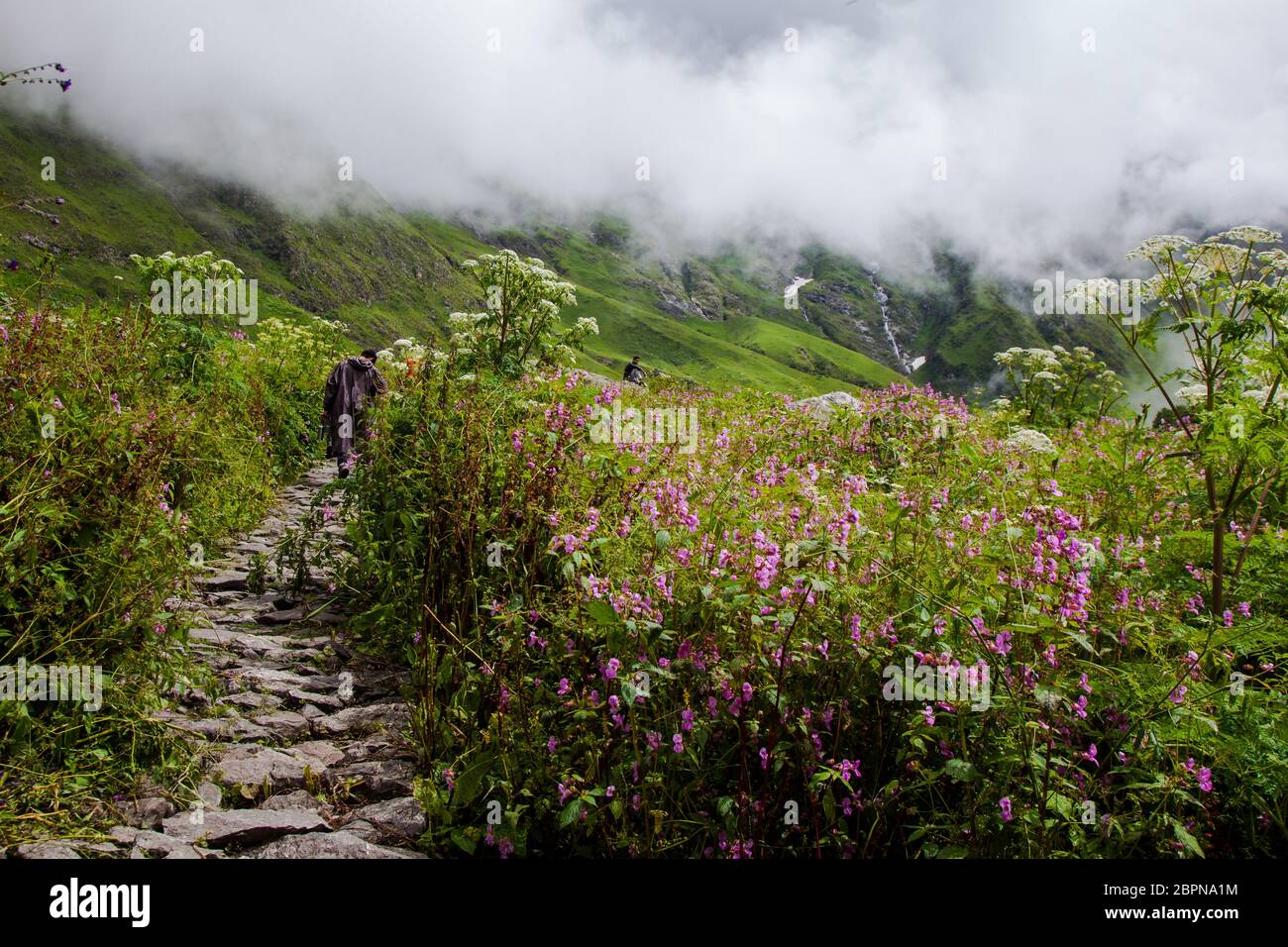 Himalayan flowers inside the Valley of Flowers near Joshimath