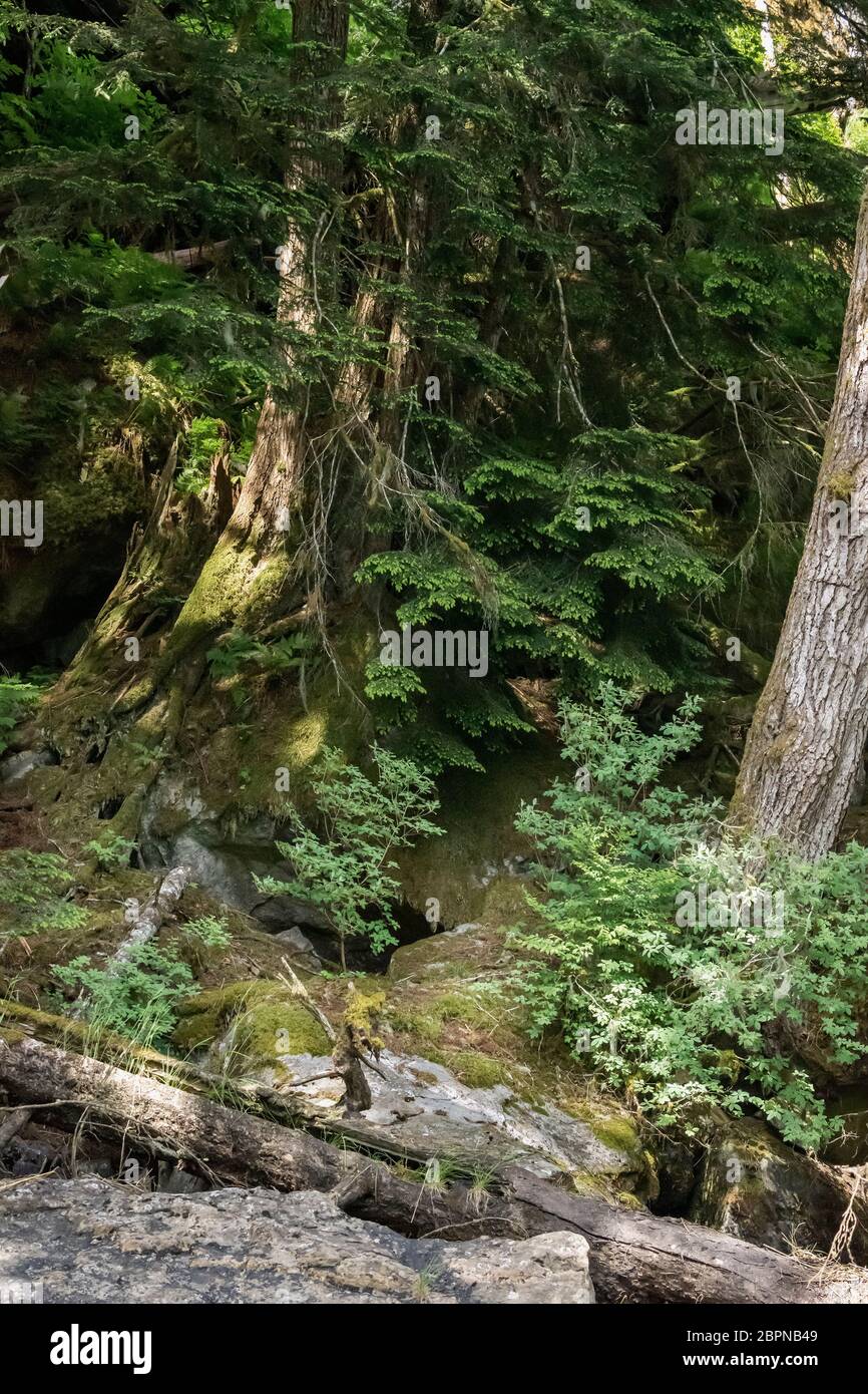 Bear country, north temperate rainforest, Khutzeymateen inlet, BC Stock Photo