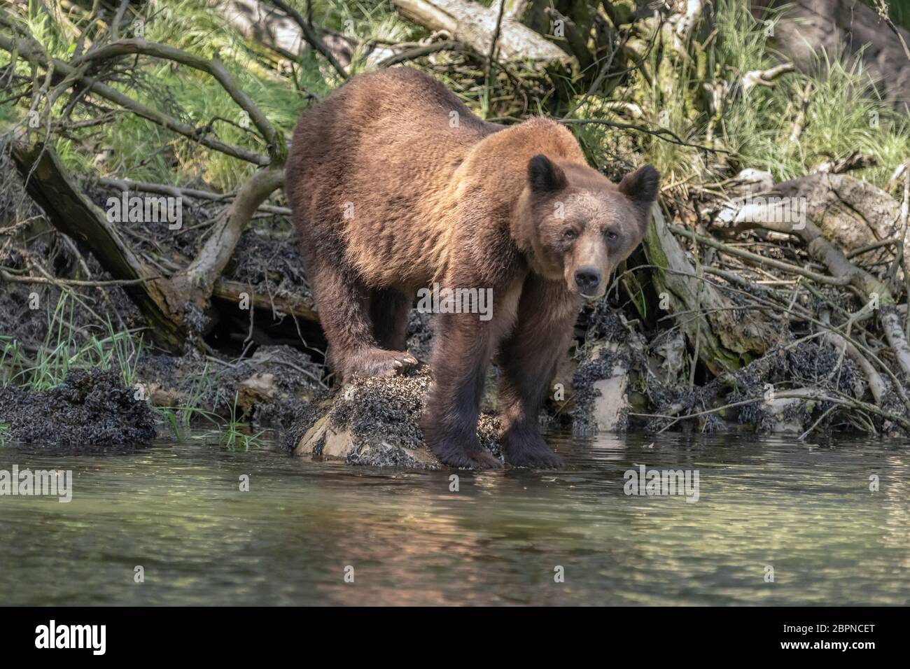 Mother grizzly curled lip stress display with a male in the area, Khutzeymateen inlet, BC Stock Photo