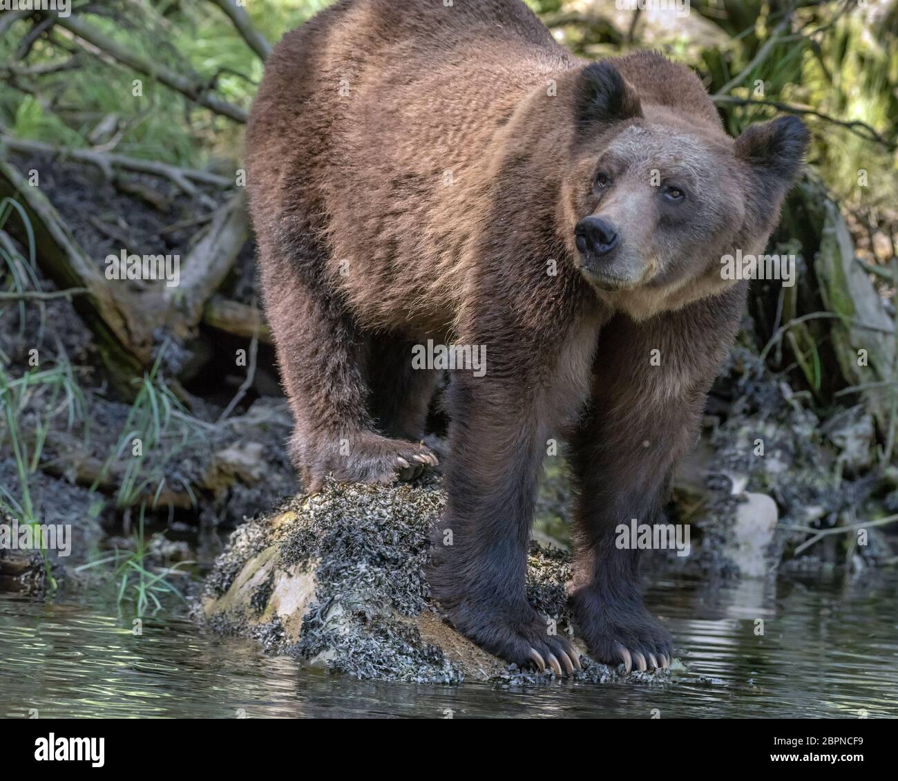 Mother grizzly making sure its safe for her cub to swim across to the estuary, Khutzeymateen inlet, BC Stock Photo