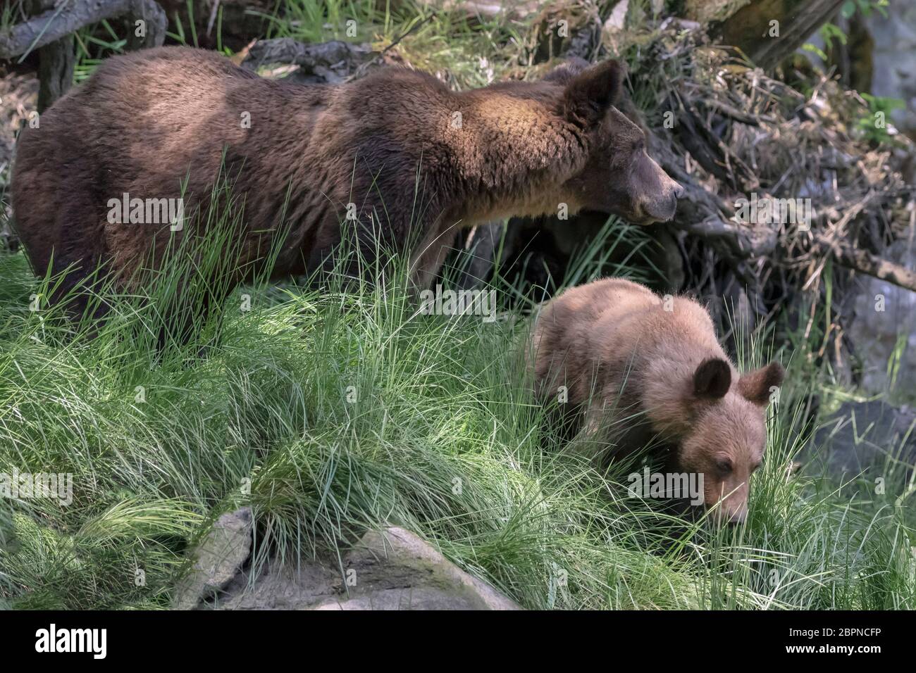 Mother grizzly and cub in dappled light in the forest, Khutzeymateen Inlet, BC Stock Photo