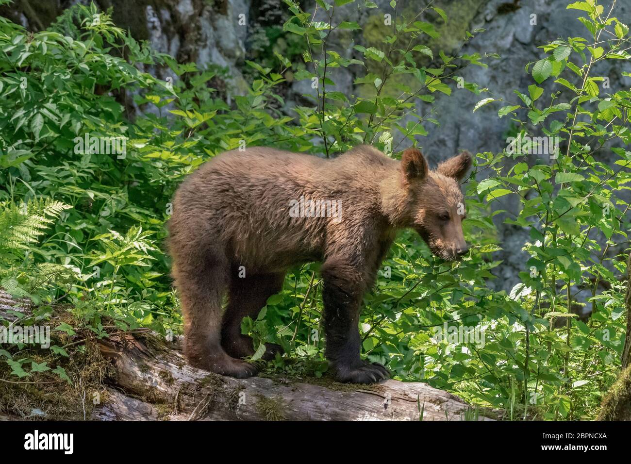 Young grizzly bear yearling on a log, Khutzeymateen inlet, BC Stock Photo