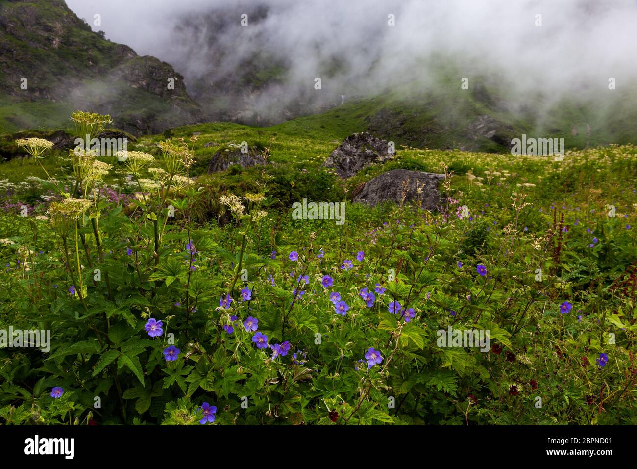 Himalayan flowers inside the Valley of Flowers near Joshimath