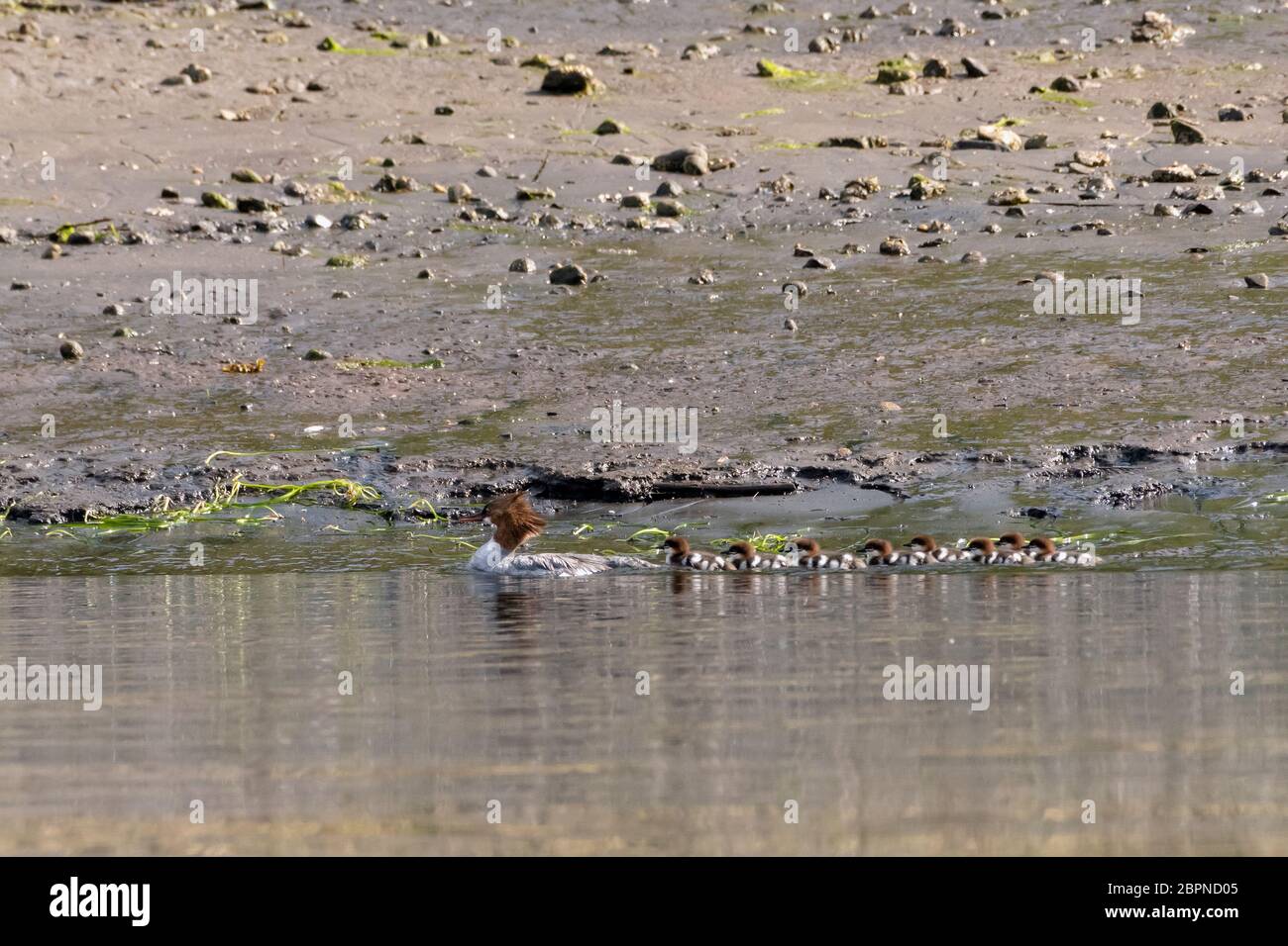 Merganser duck with 9 chicks swimming by the shore, Khutzeymateen Inlet, BC Stock Photo