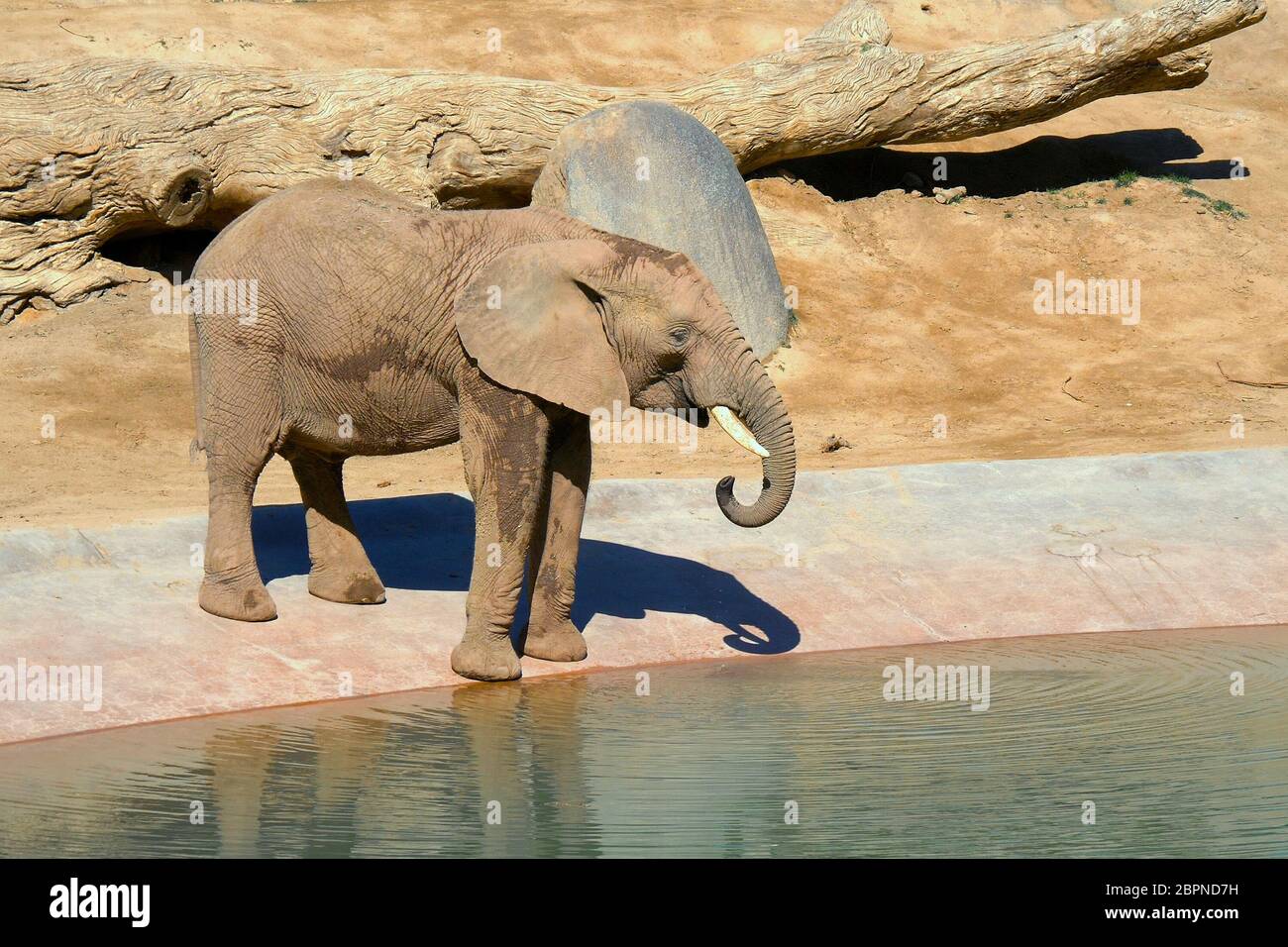Elephant Is Drinking Water At The Watering Hole In A Safari Park Young Elephant At The Zoo Stock Photo Alamy
