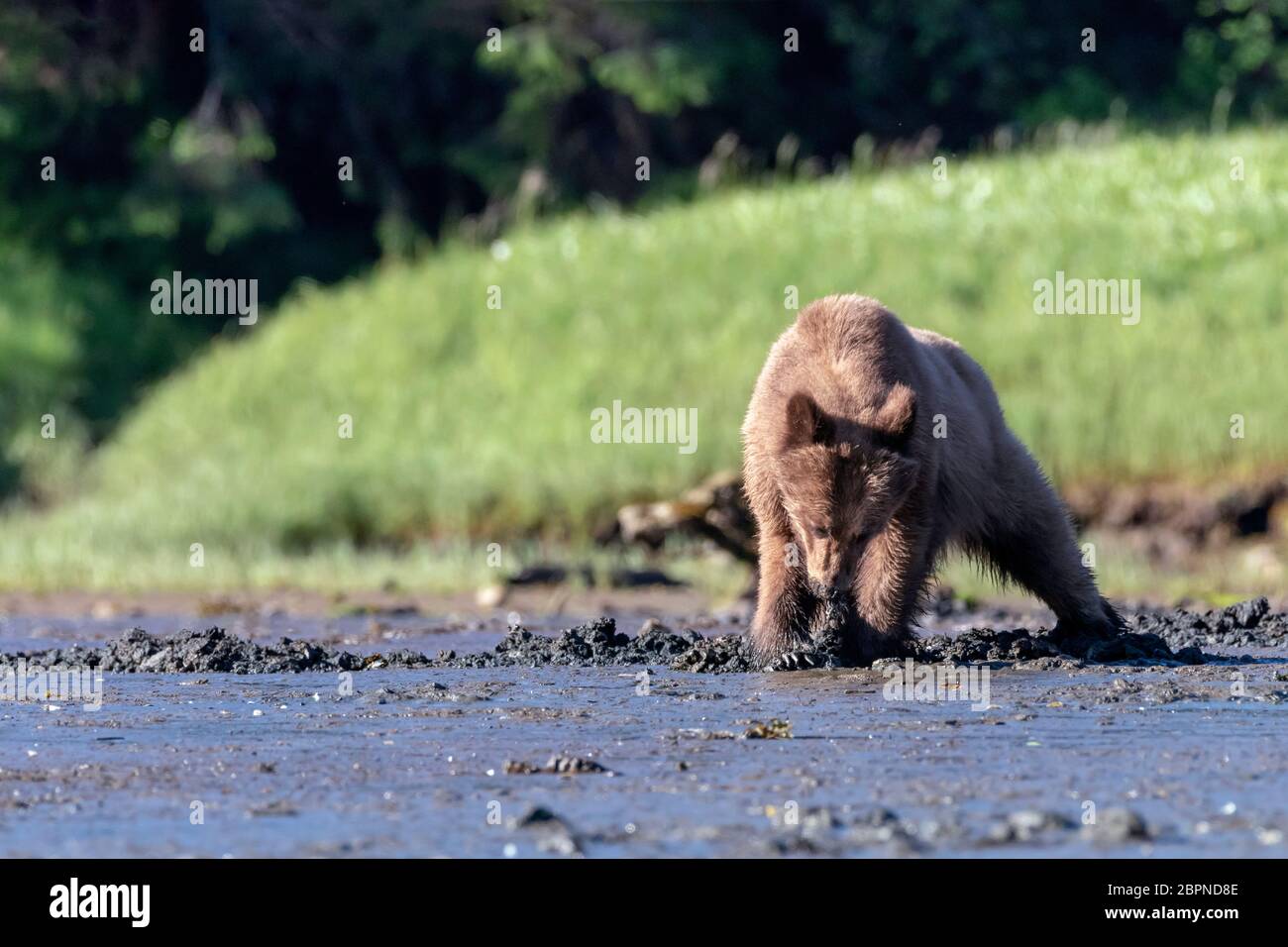 Grizzly bear eating the meat from a clam it dug up, Khutzeymateen Inlet, BC Stock Photo