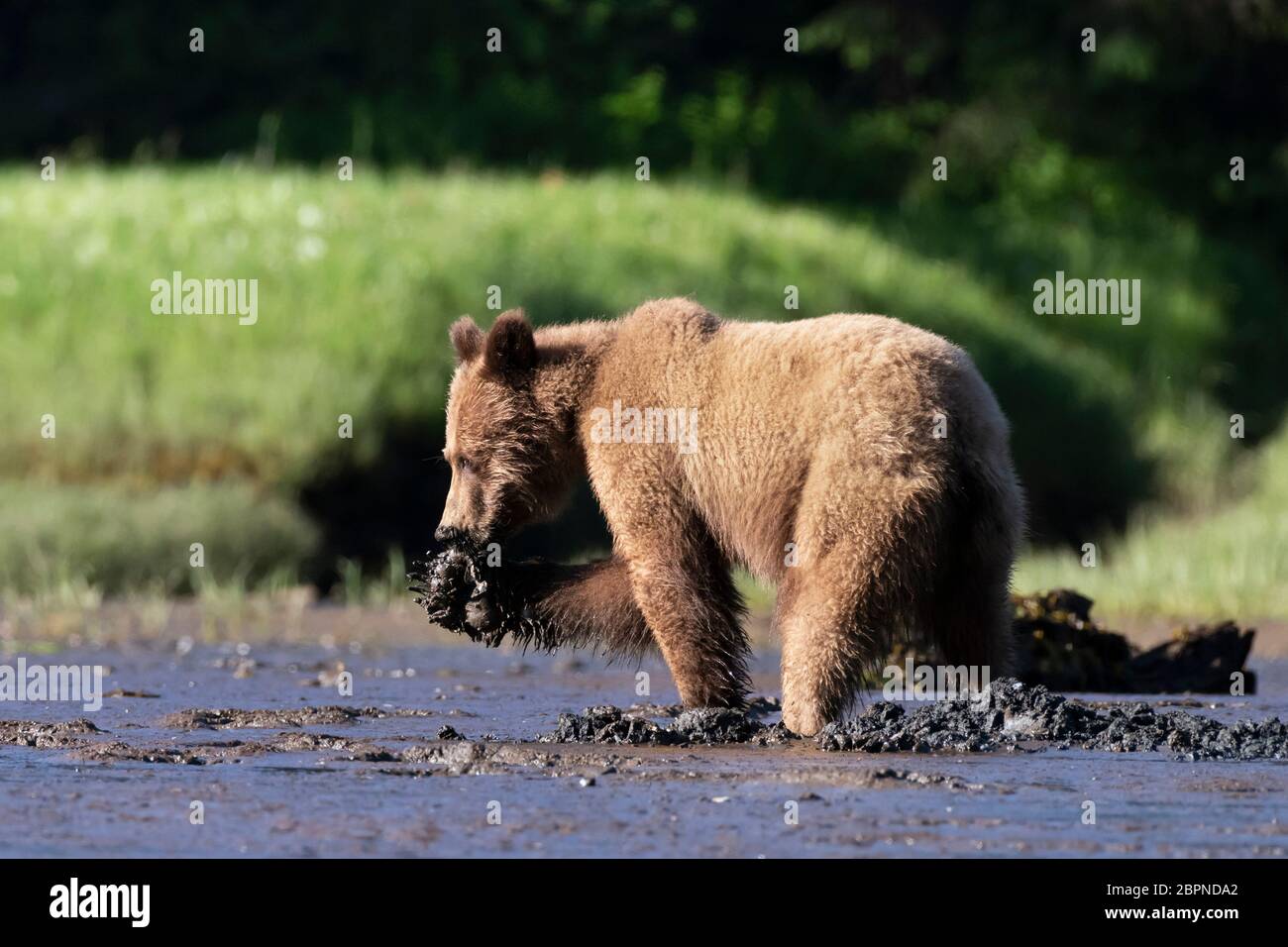 Grizzly bear removing shell from clam with its claws, Khutzeymateen Inlet, BC Stock Photo