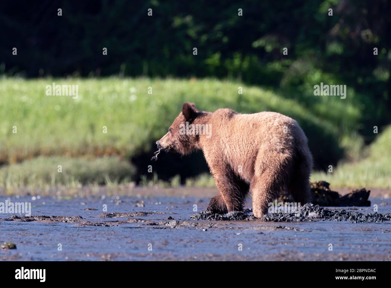 Grizzly bear eating clam it dug up on the beach, Kutzeymateen Inlet, BC Stock Photo