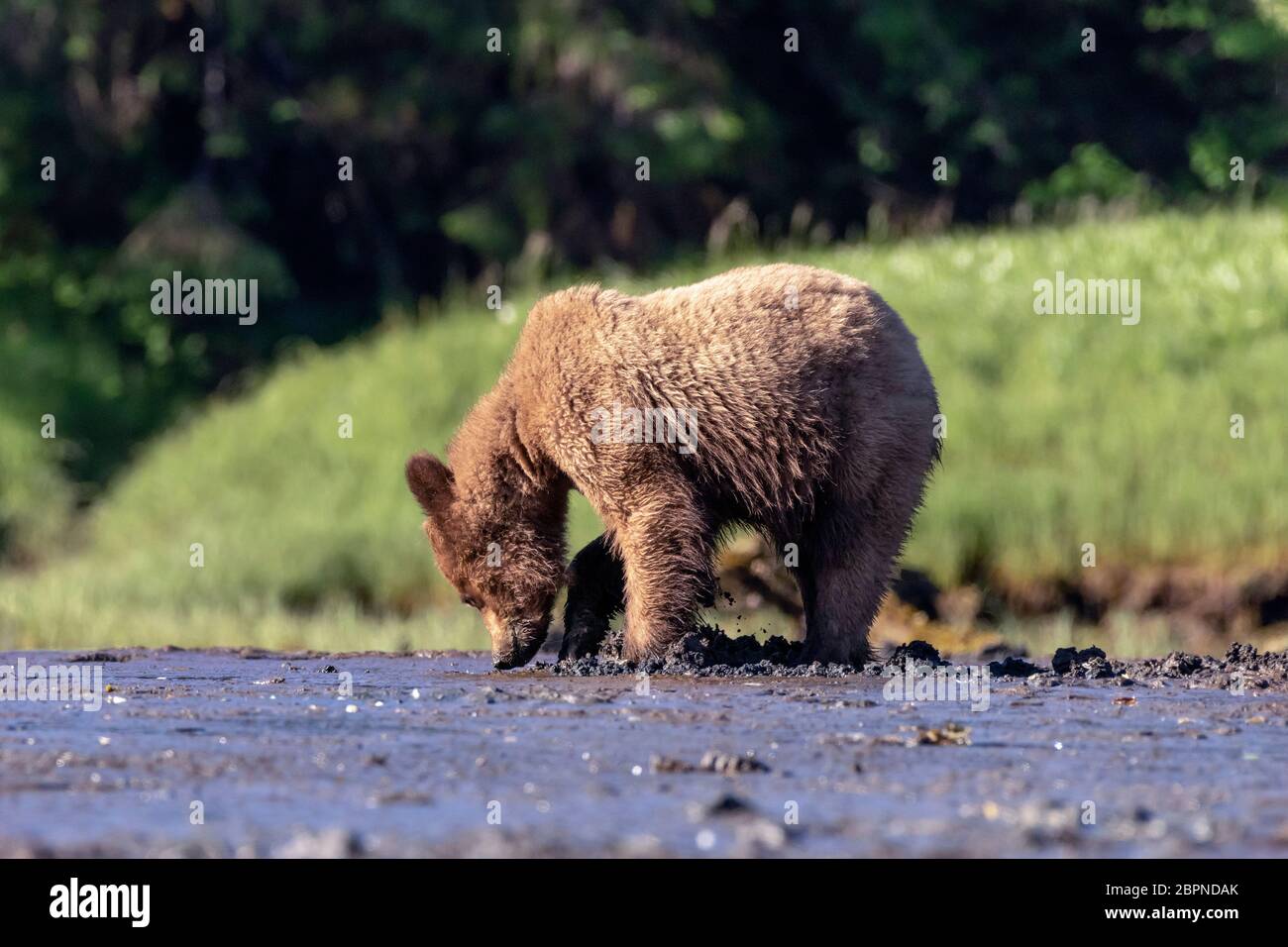 Large grizzly bear digging up clams on the beach, Khutzeymateen Inlet, BC Stock Photo