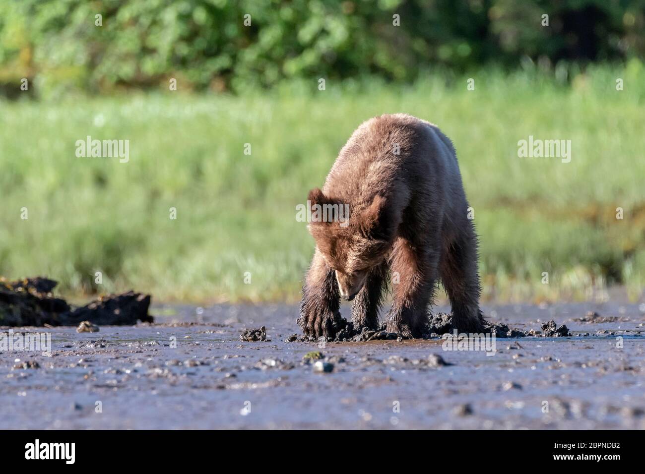 Large grizzly bear digging for clams at low tide, Khutzeymateen Inlet, BC Stock Photo
