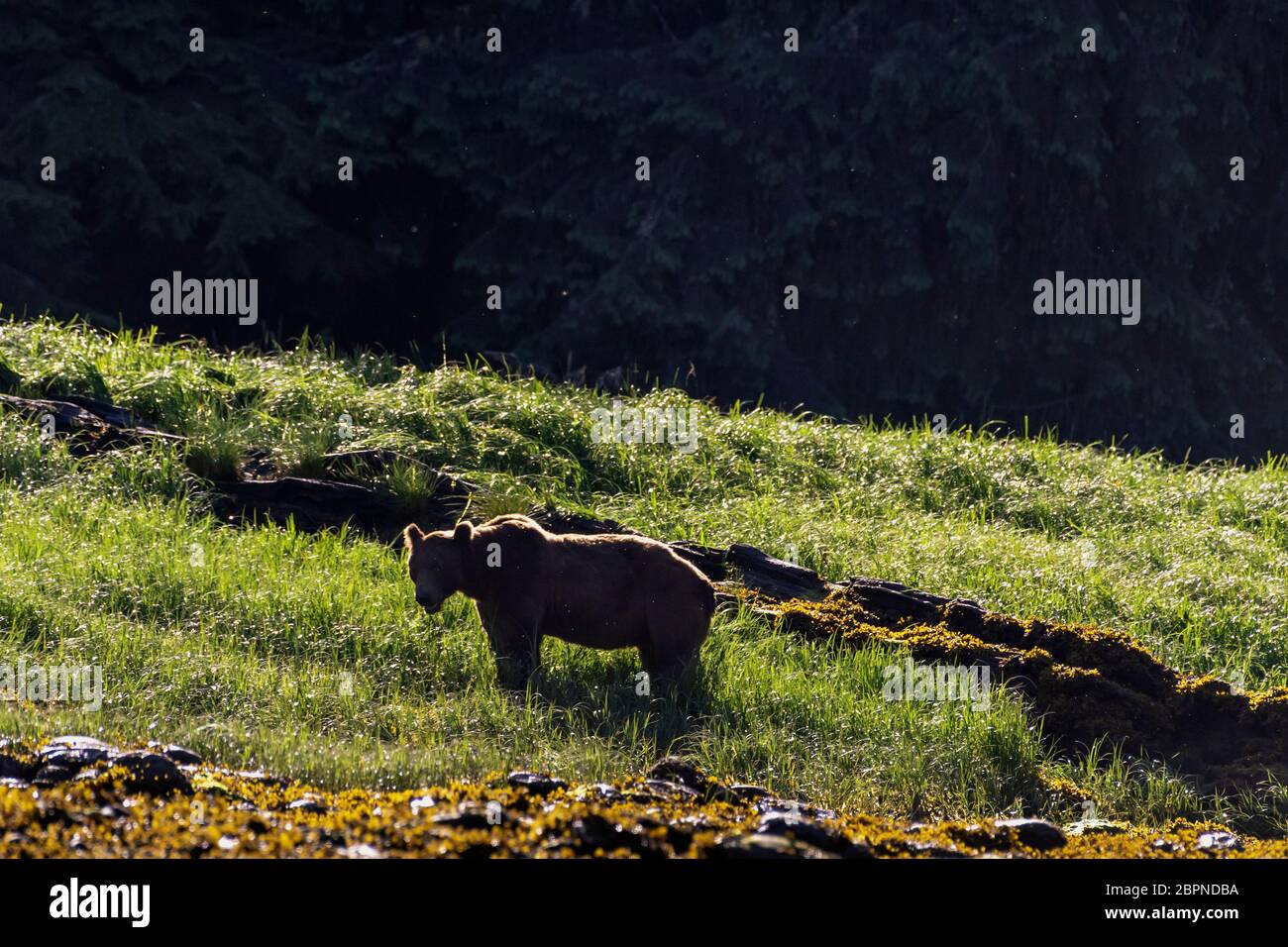 Grizzly bear with rim light and kelp flies, low tide, Khutzeymateen Inlet, BC Stock Photo