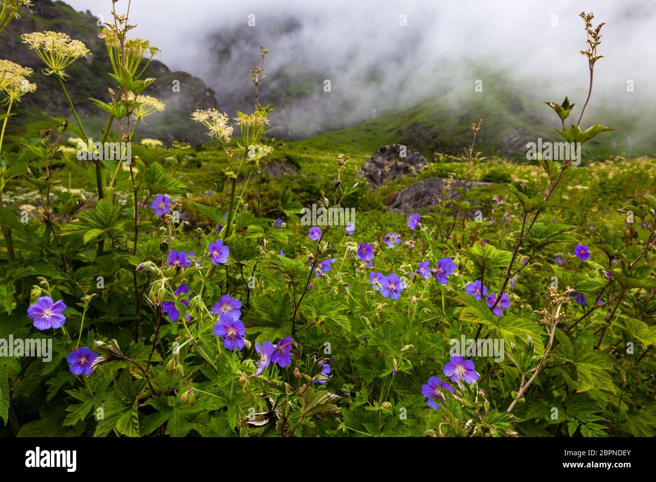 Himalayan flowers inside the Valley of Flowers near Joshimath