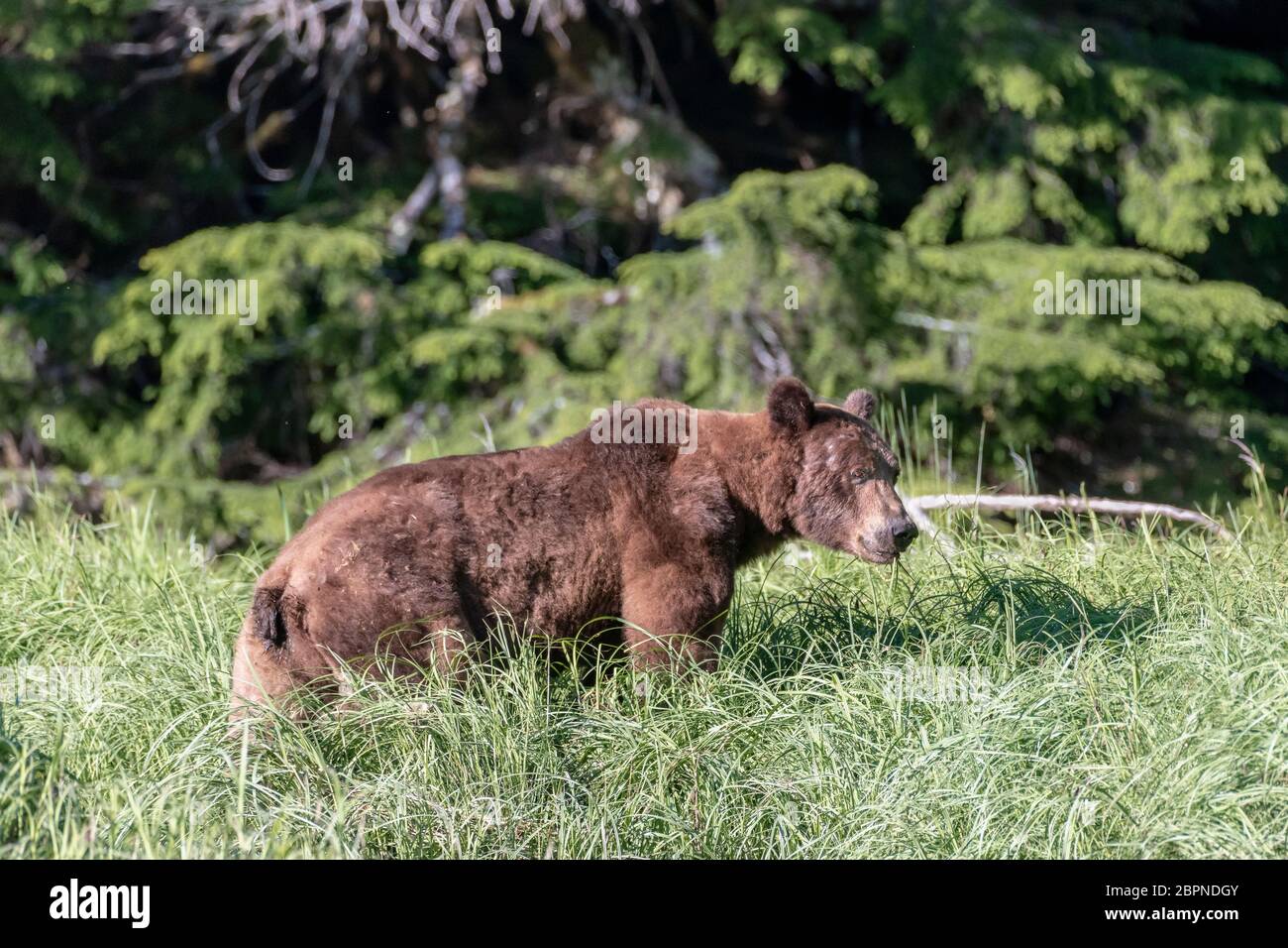 Large grizzly bear in the sedge grass near the rainforest, Khutzeymateen Inlet, BC Stock Photo