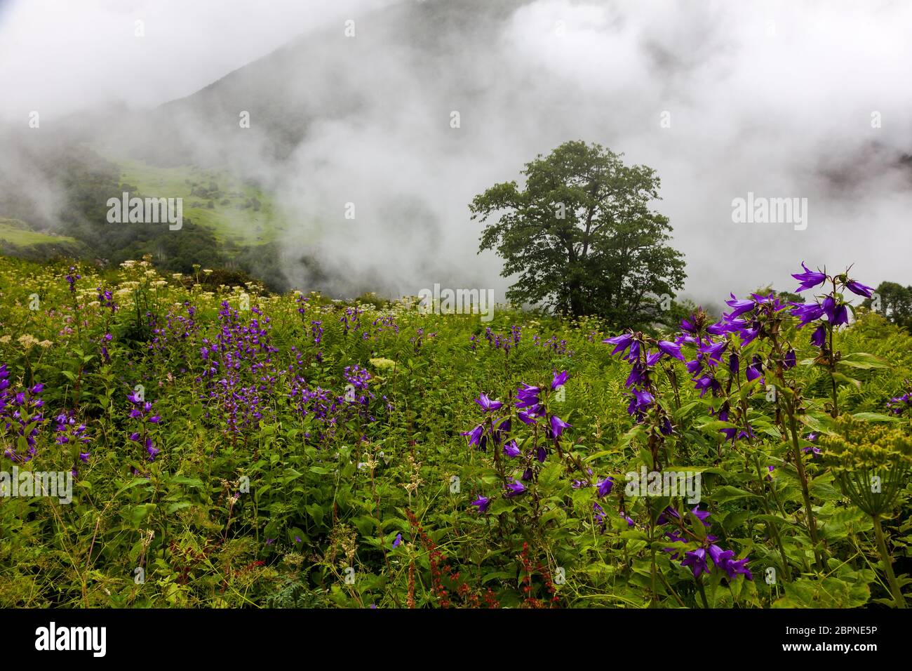 Himalayan flowers inside the Valley of Flowers near Joshimath