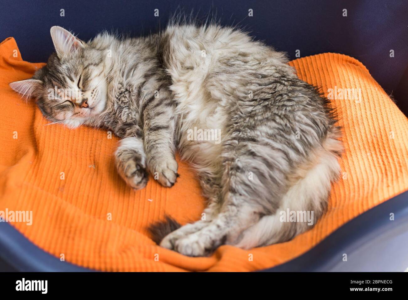Cute female cat with silver hair relaxes in a garden Stock Photo Alamy