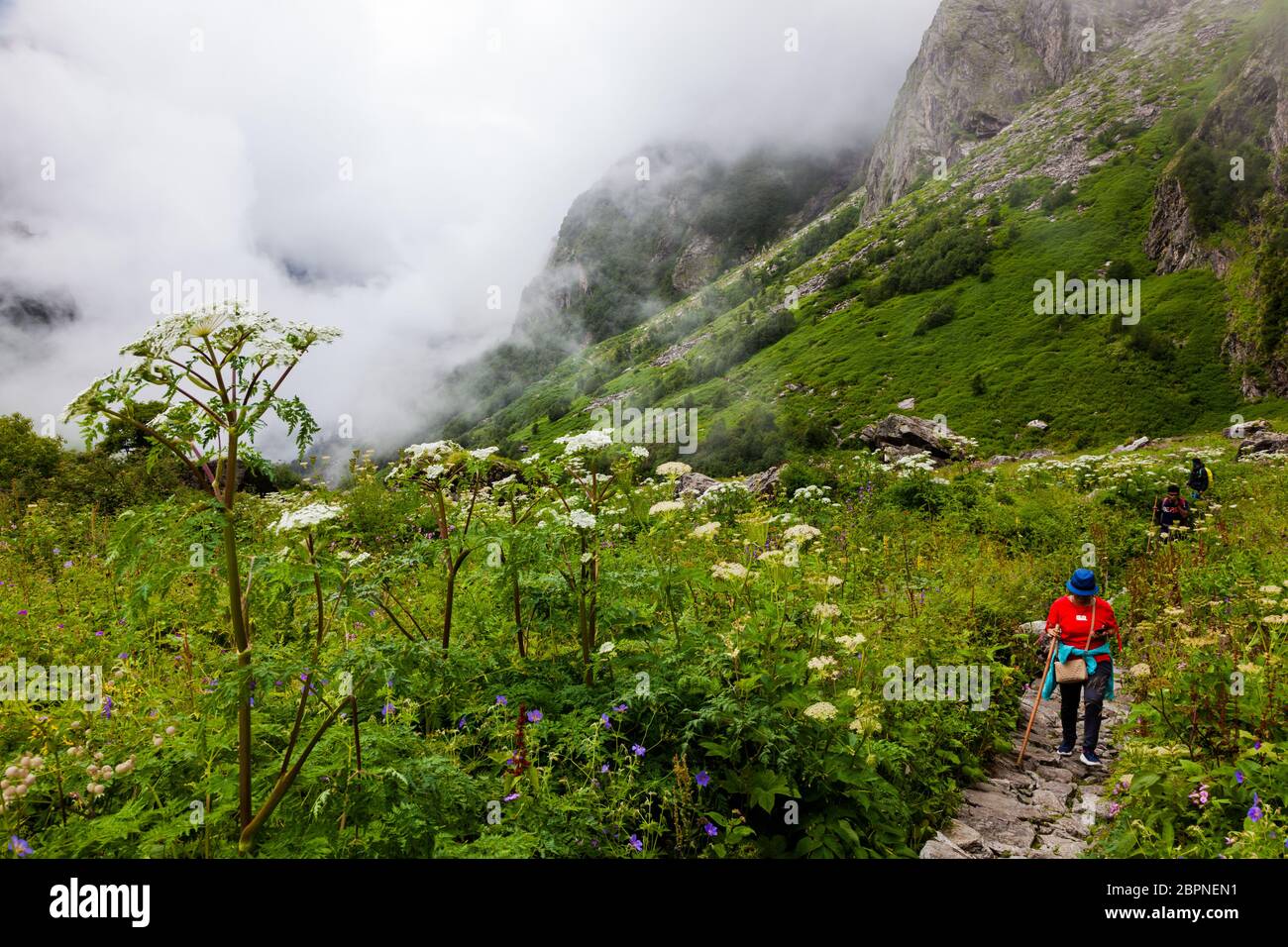 Himalayan flowers inside the Valley of Flowers near Joshimath