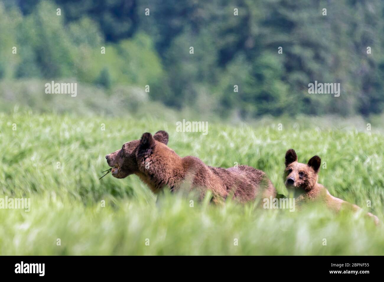 Mother grizzly and cub grazing in the high sedge grasses, Khutzeymateen Grizzly Bear Sanctuary, BC Stock Photo